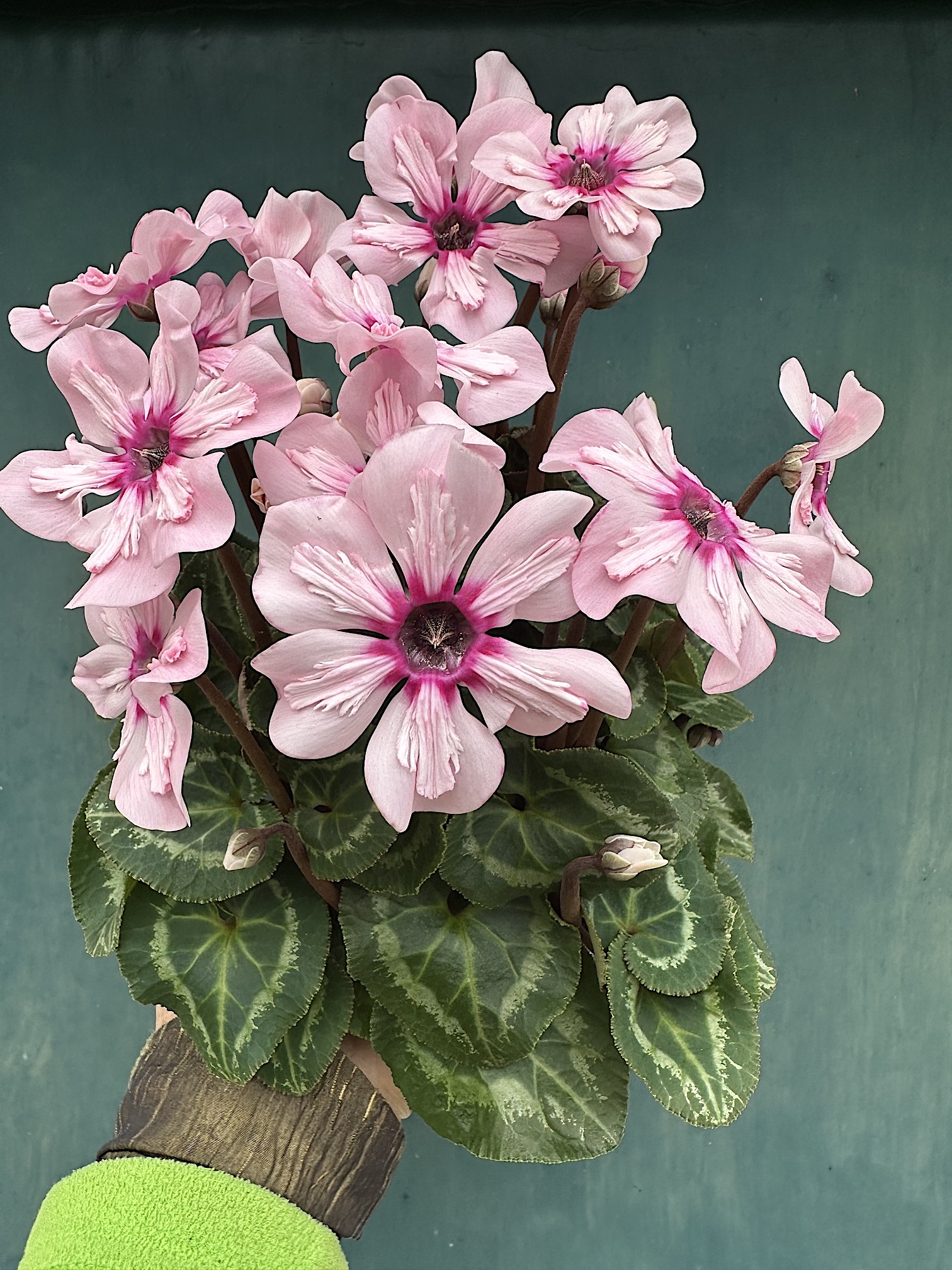 Cyclamen  persicum  Hybride „Illusia“ (i.11cmT.), Alpenveilchen