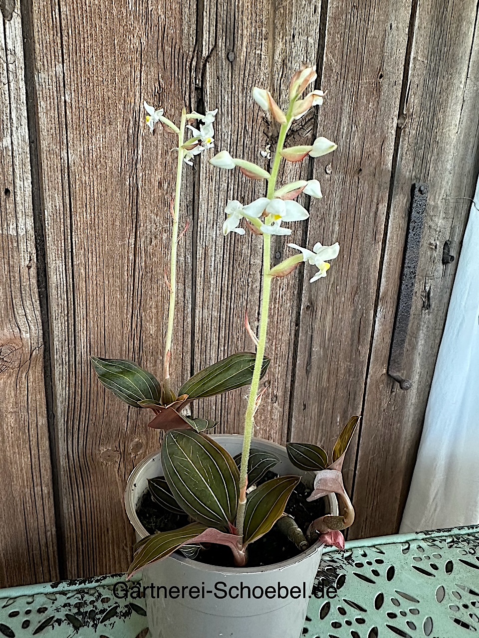 Ludisia discolor (i.12 cm T.) mit 3-5 Triebe, Juwelenorchidee