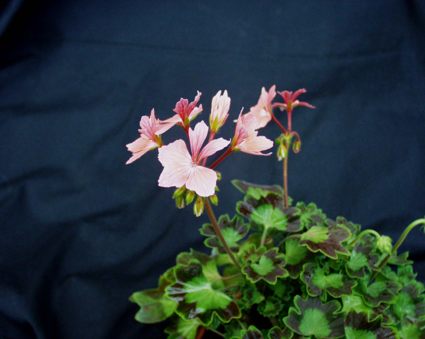 Pelargonium Sternblütige "Firework" lachs (i.10cmT.)