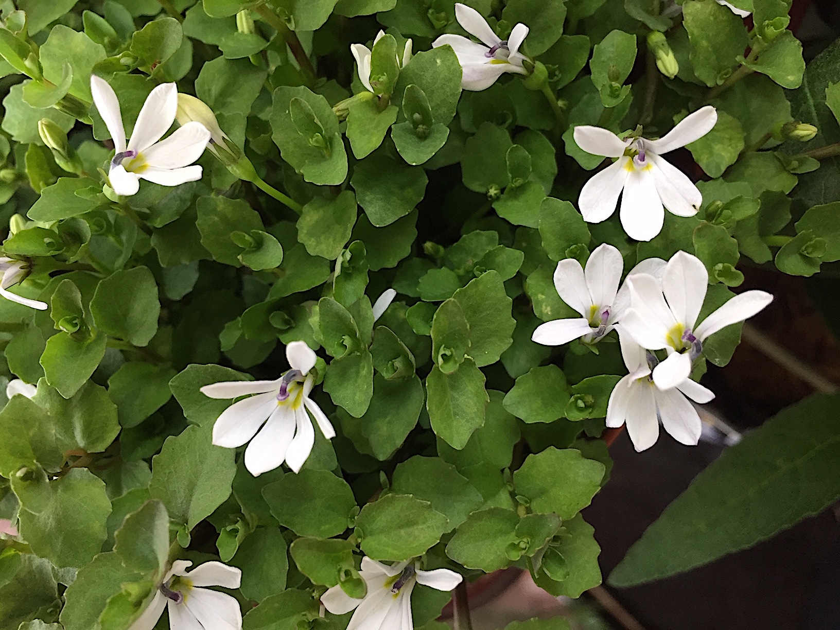 Pratia perpusilla (i.11cm T.)aus Neuseeland Lobelia