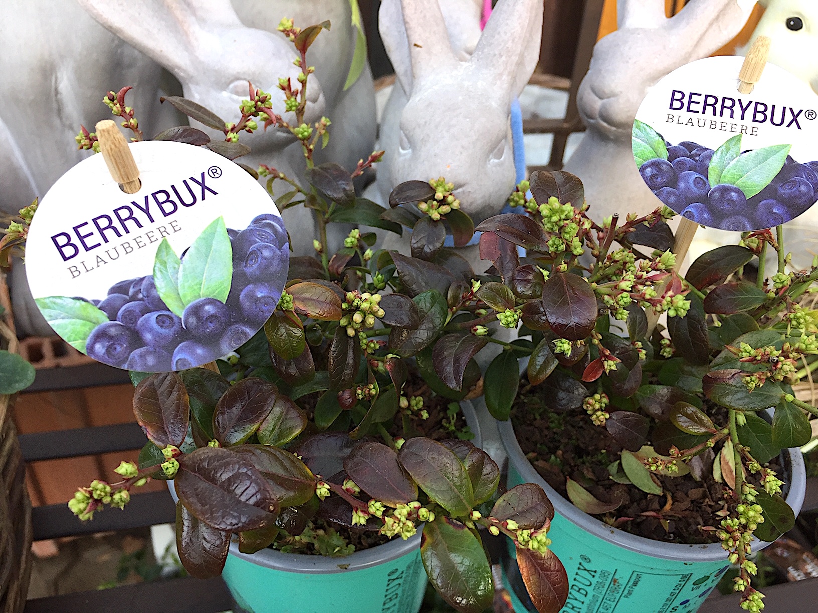 Vaccinium angustifolium „Brazel Berry“ R(i.15cmT.) , Heidelbeere, Berrybux