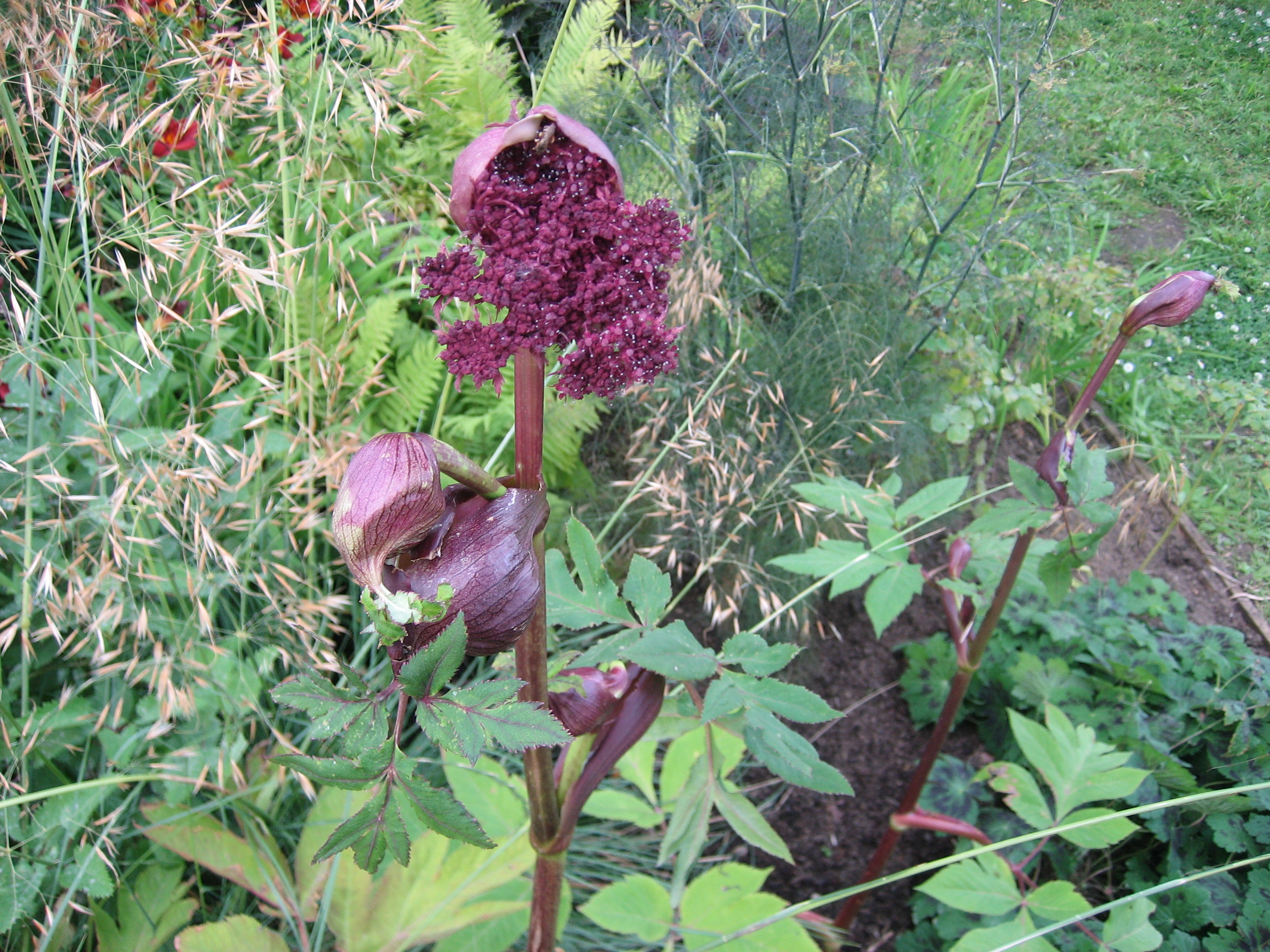Angelica gigas "Vicars Mead" (i.11cmT.) Purpur Engelwurz