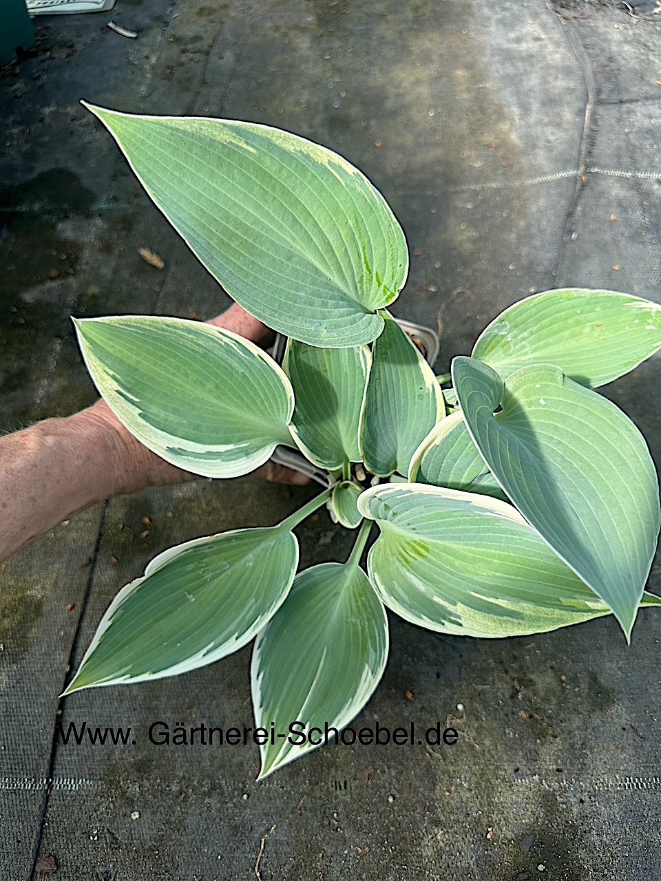 Hosta Hybride „El Nino“® (i.9cmT.) Weissrand -  Funkie