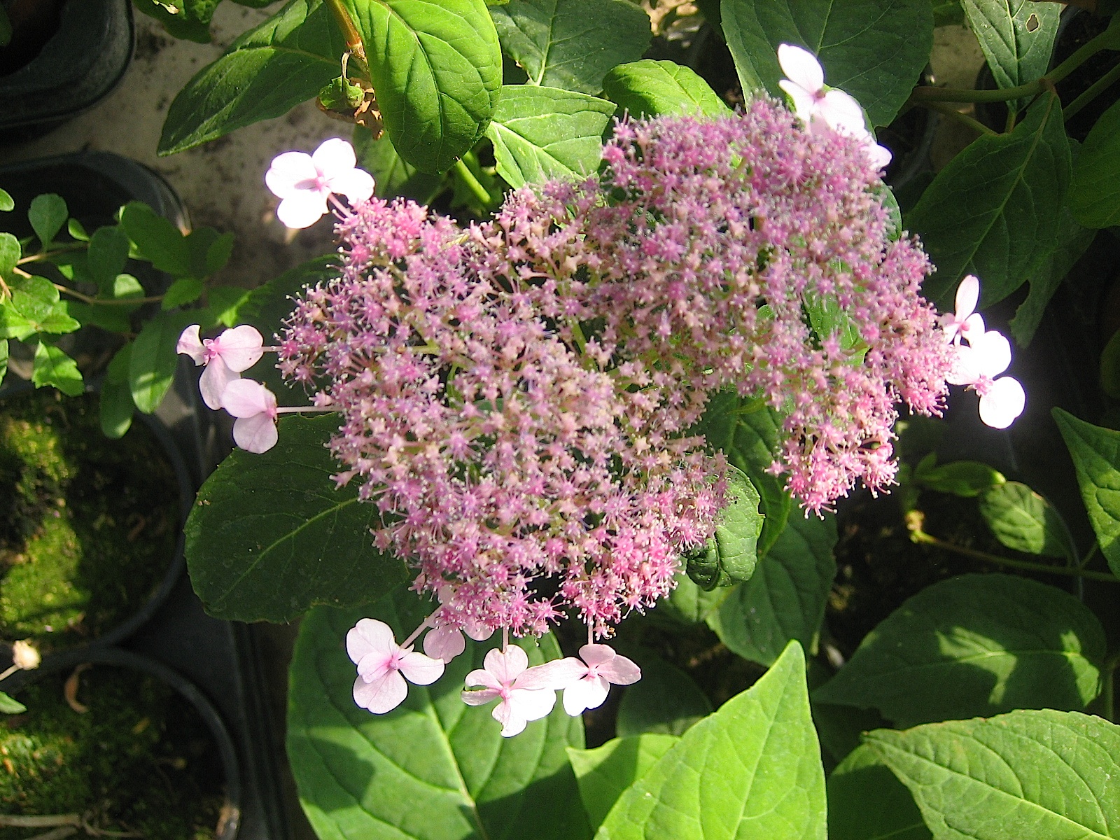 Hydrangea serrata "Oamacha" (i. 14cmT.) Zucker - Hortensie