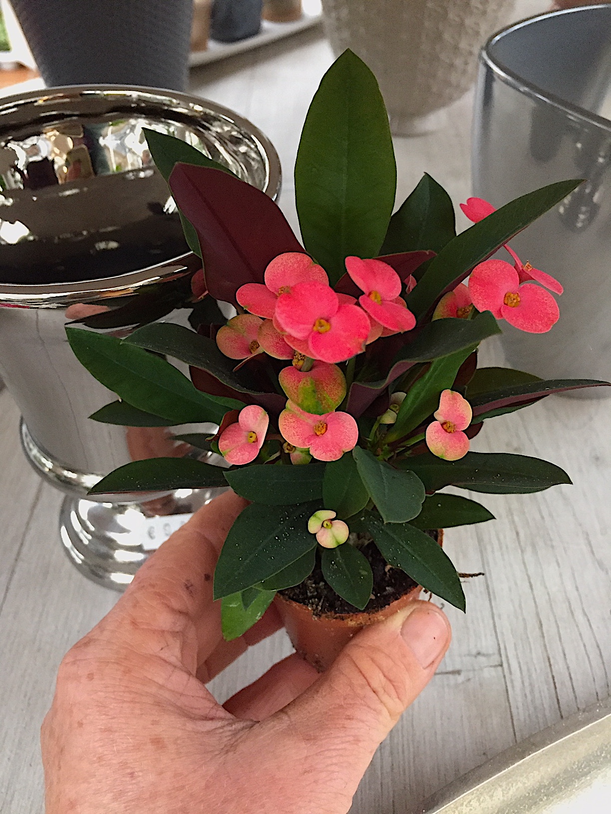 Euphorbia milii rot „ Vulcanus“ (i.12cmT.)rot , Christusdorn