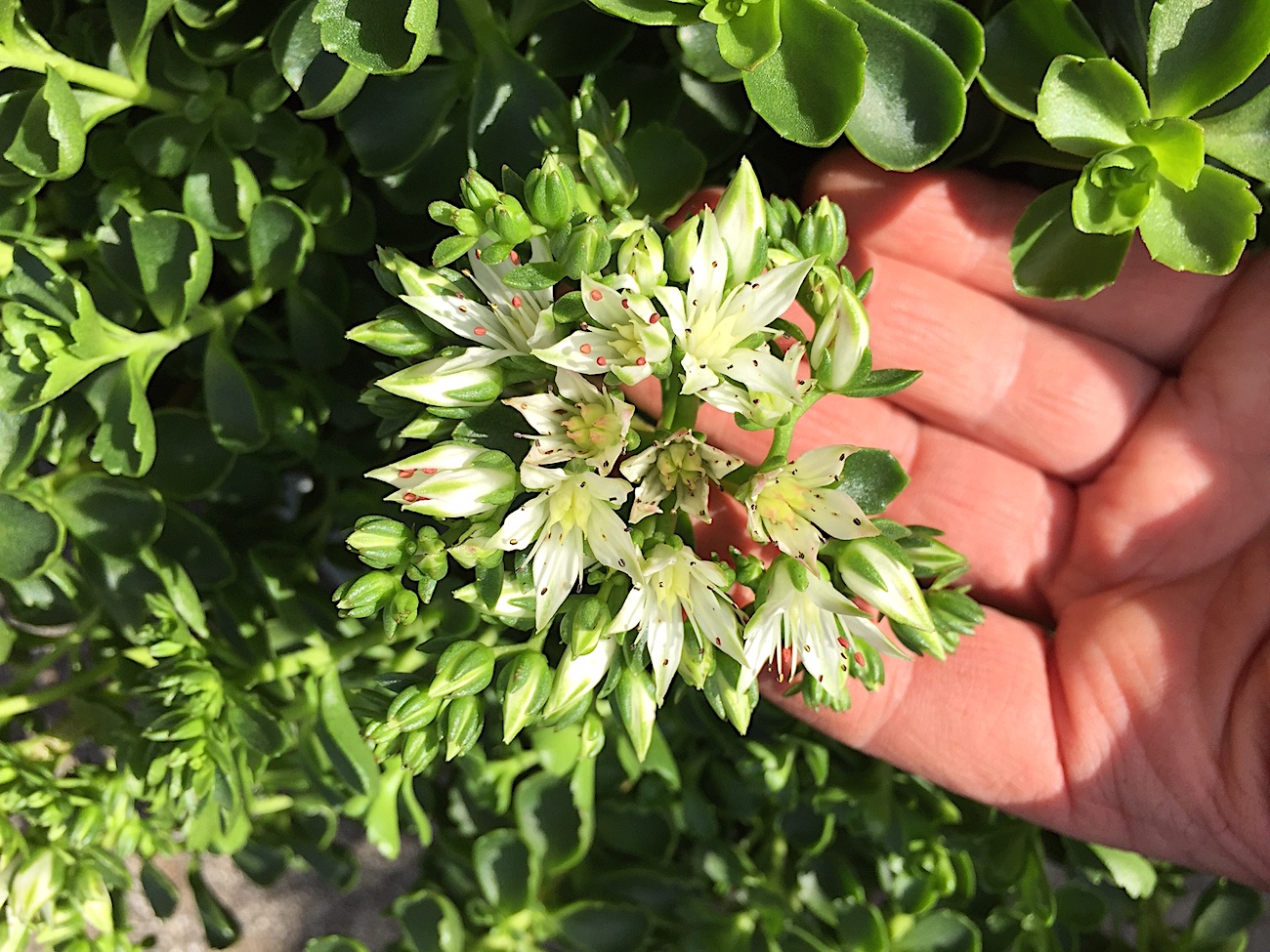 Sedum selskianum „Album“ (i.11cmT.), Fette Henne