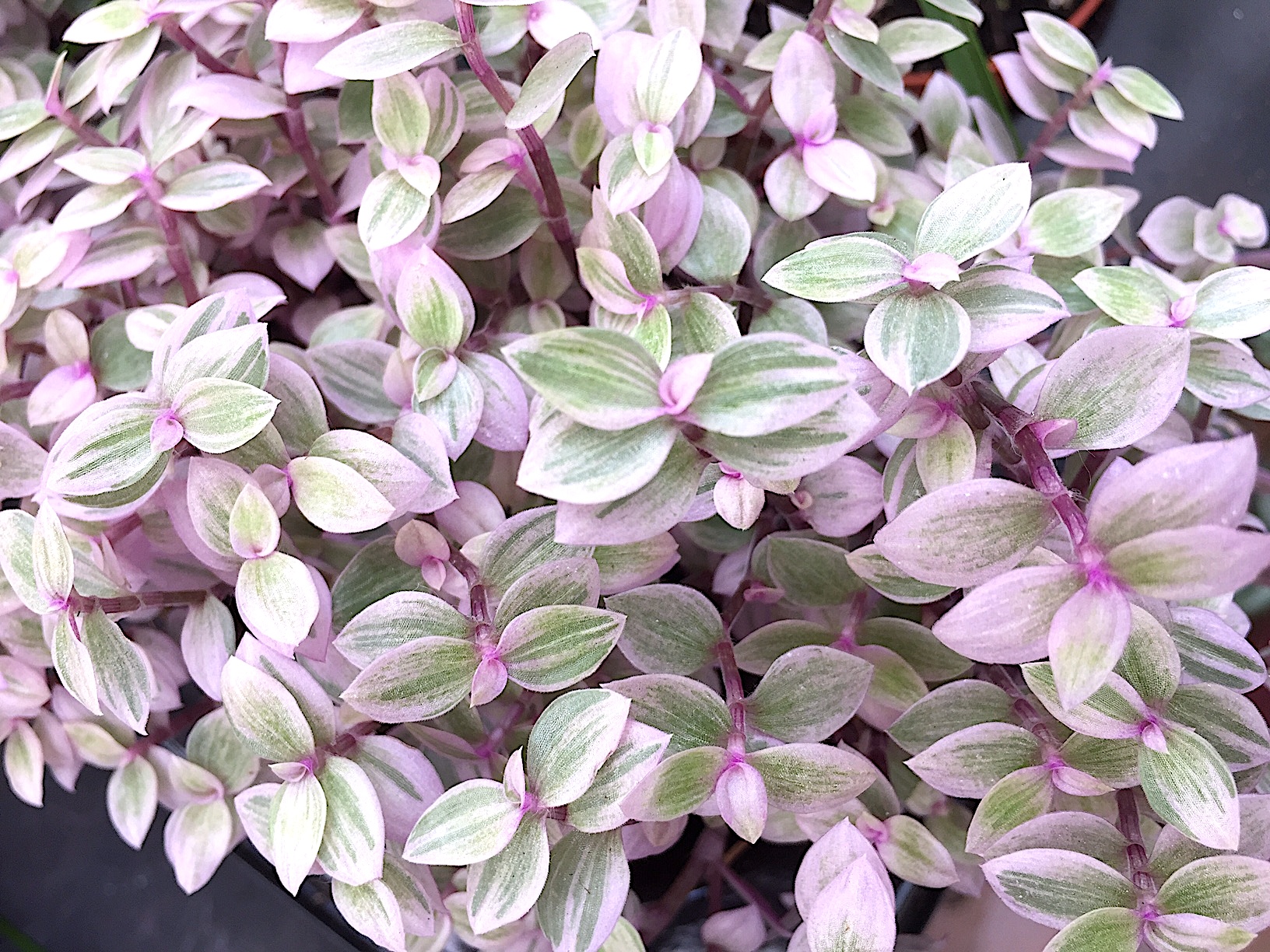 Callisia rosato „Pink Lady“(i.11cmT.)