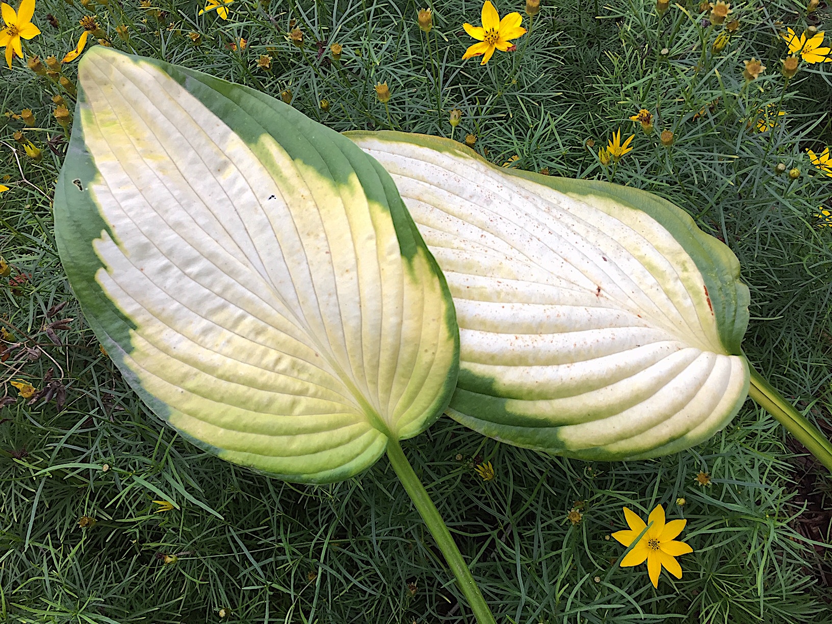 Hosta Hybride "Yellow Sunshine"(i.12cmT.), Funkie