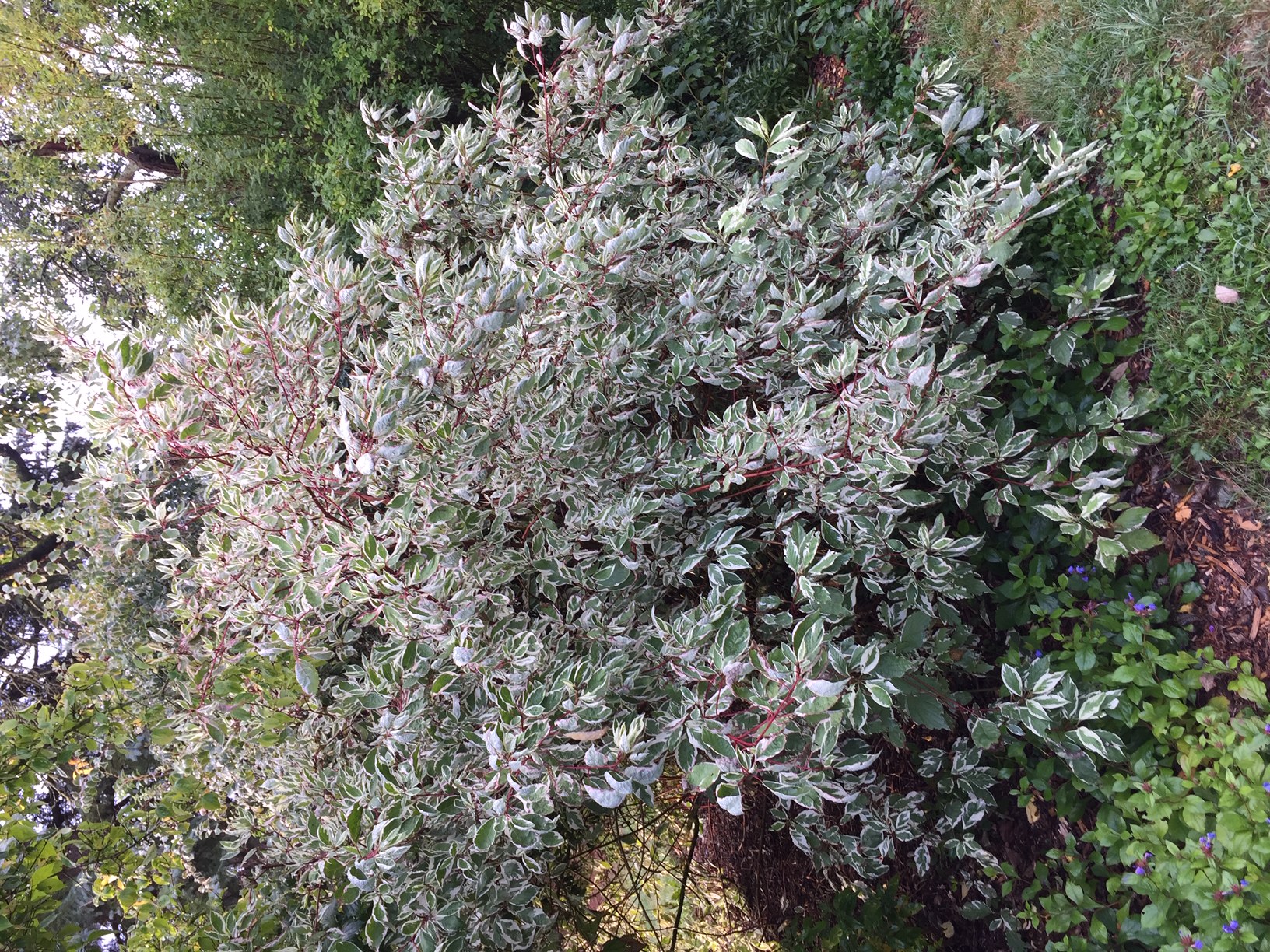 Cornus alba „Sibirica Variegata“ (i.5l T.), Purpur-Hartriegel 'Sibirica'