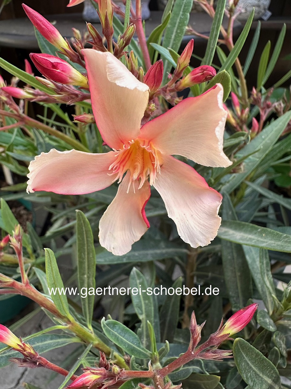 Nerium  oleander „helles aprikot offene Blüte variierend“ (i.ca. 18cm T.)