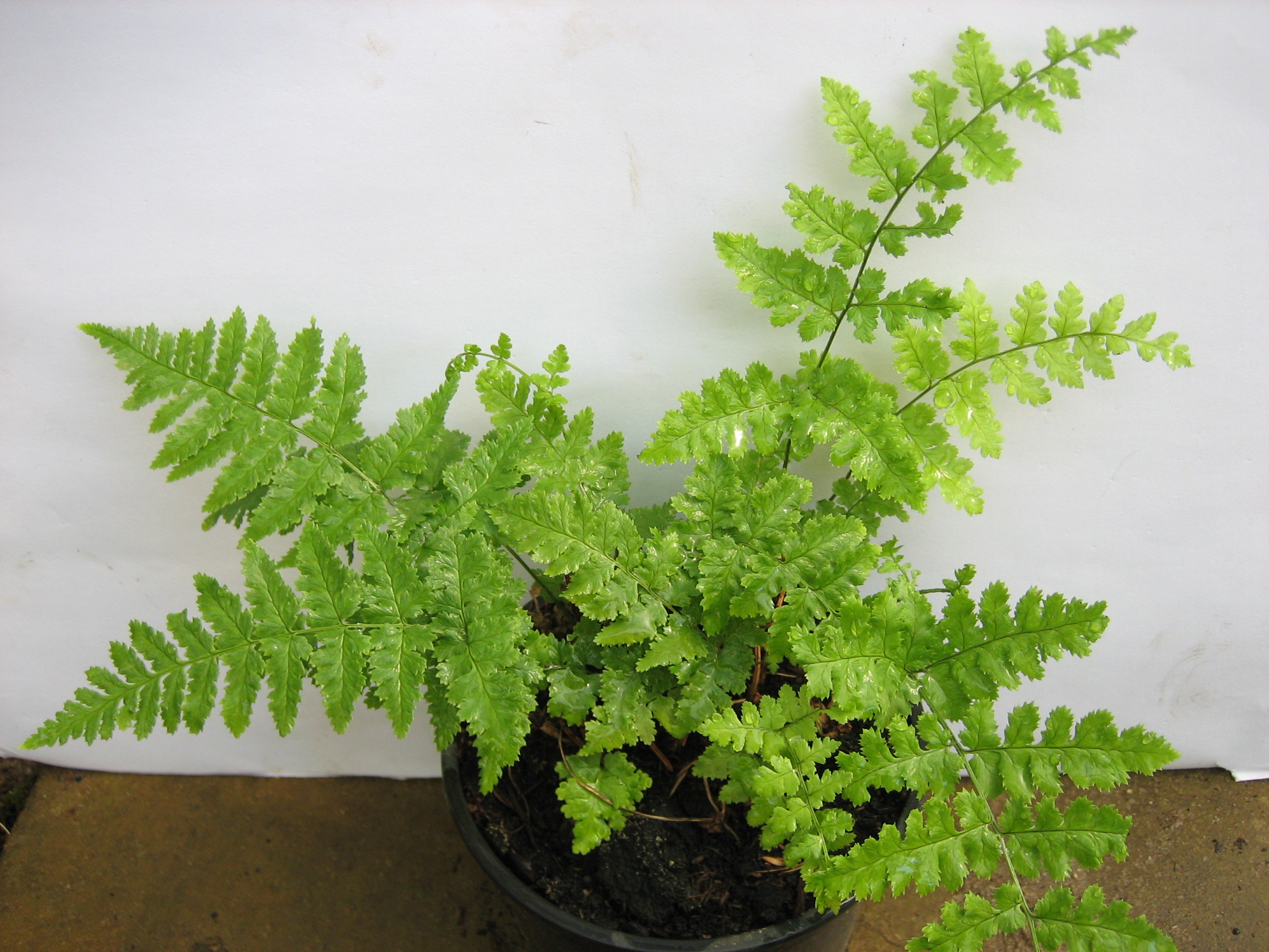 Polystichum setiferum (i.9cm T.)Weicher Schildfarn