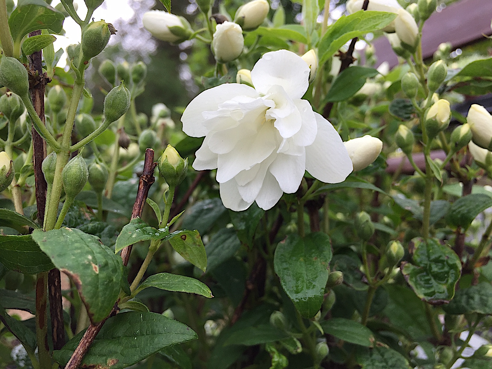 Philadelphus „Snowbelle“ „Virginal“ (i.7lT.), Garten Jasmin, „Falscher Jasmin“