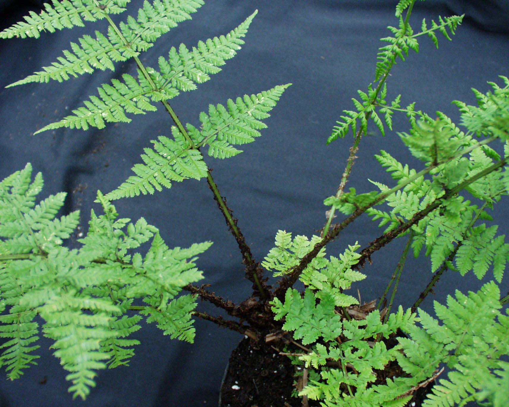 Dryopteris dilatata (i.11cmT.) Breitwedeldornfarn