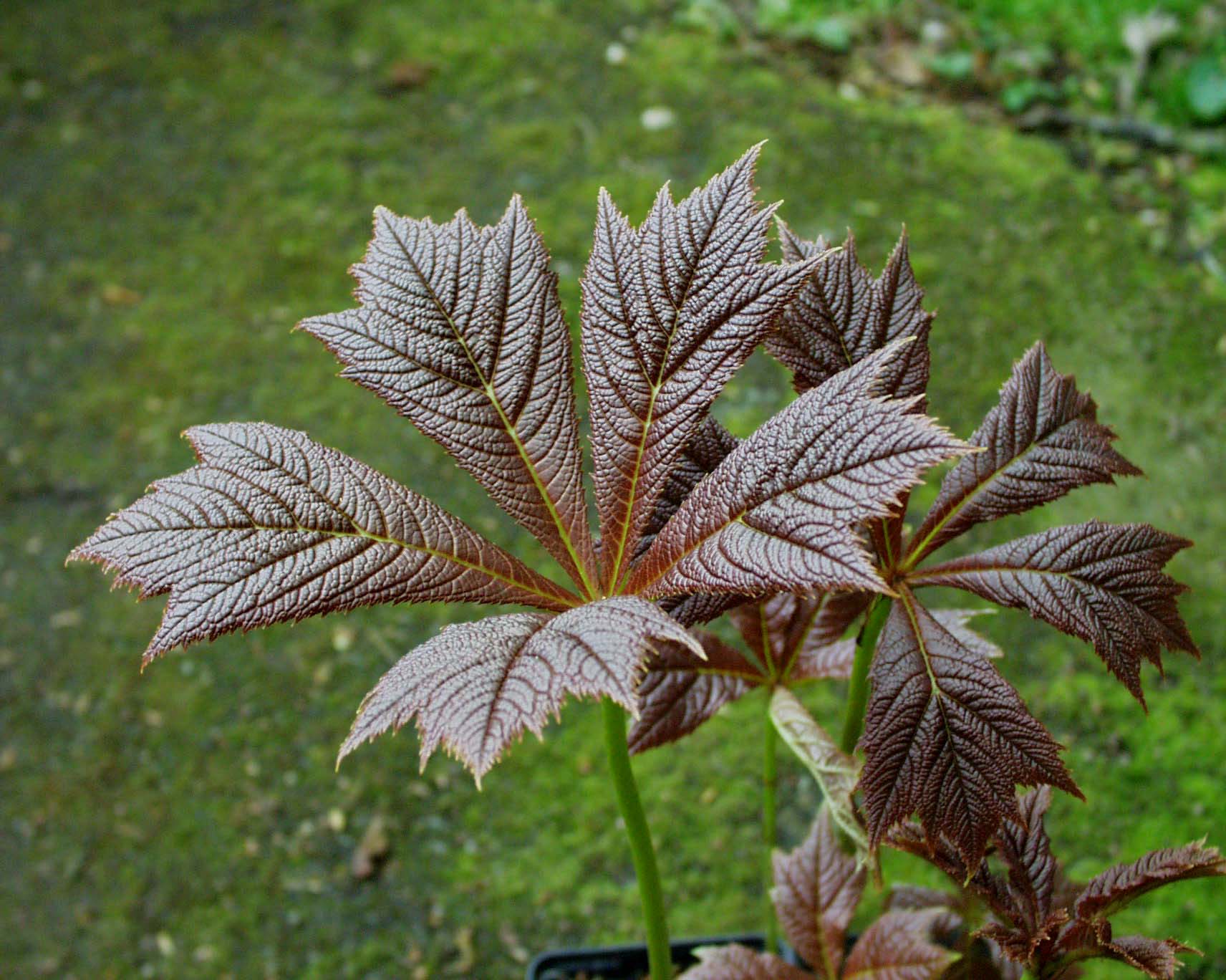 Rodgersia podophylla "Rotlaub" (i.12-14cmT.) Schaublatt