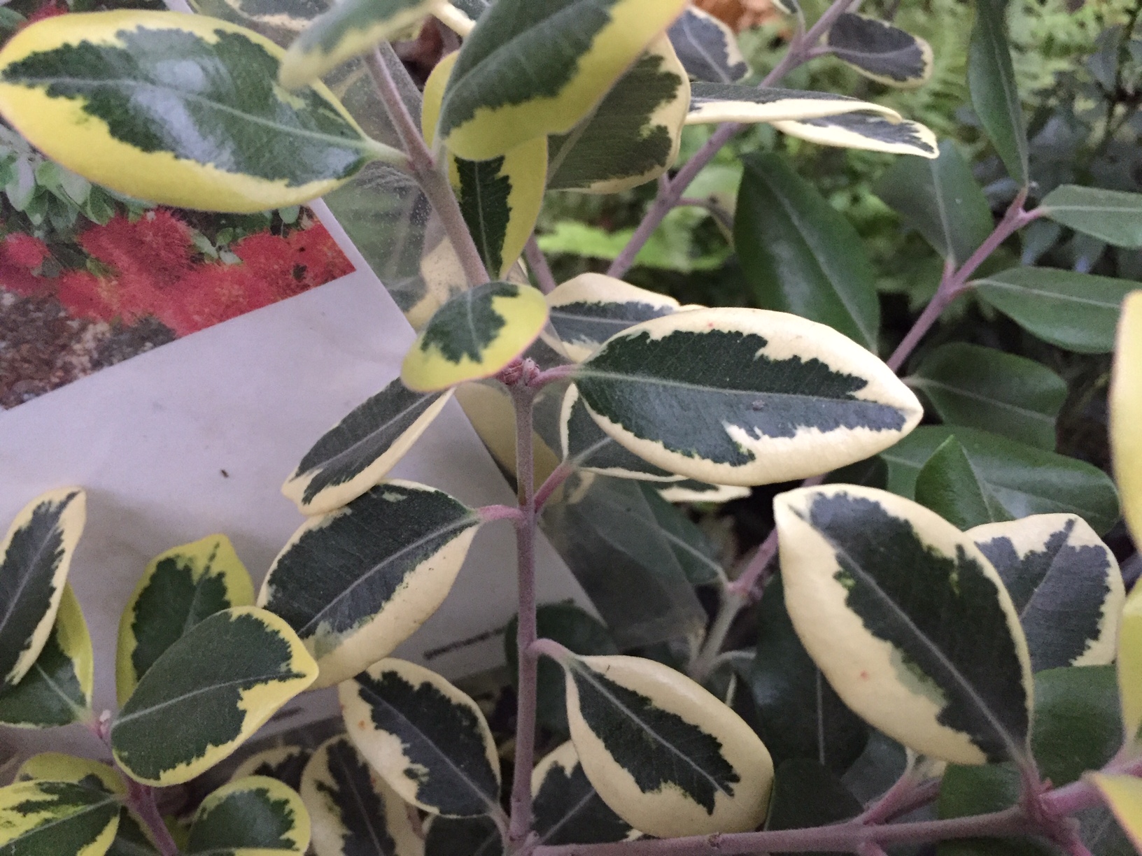 Metrosiderus exelsa „Variegata“ (i.18 cmT.), Neuseeland, Eisenholzbaum