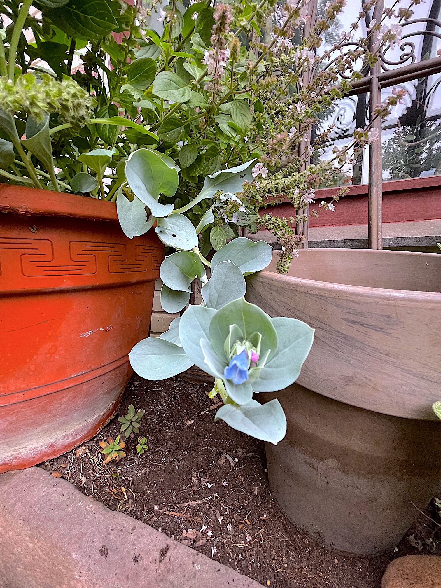 Mertensia maritima (i.11cmT.) Austern Pflanze