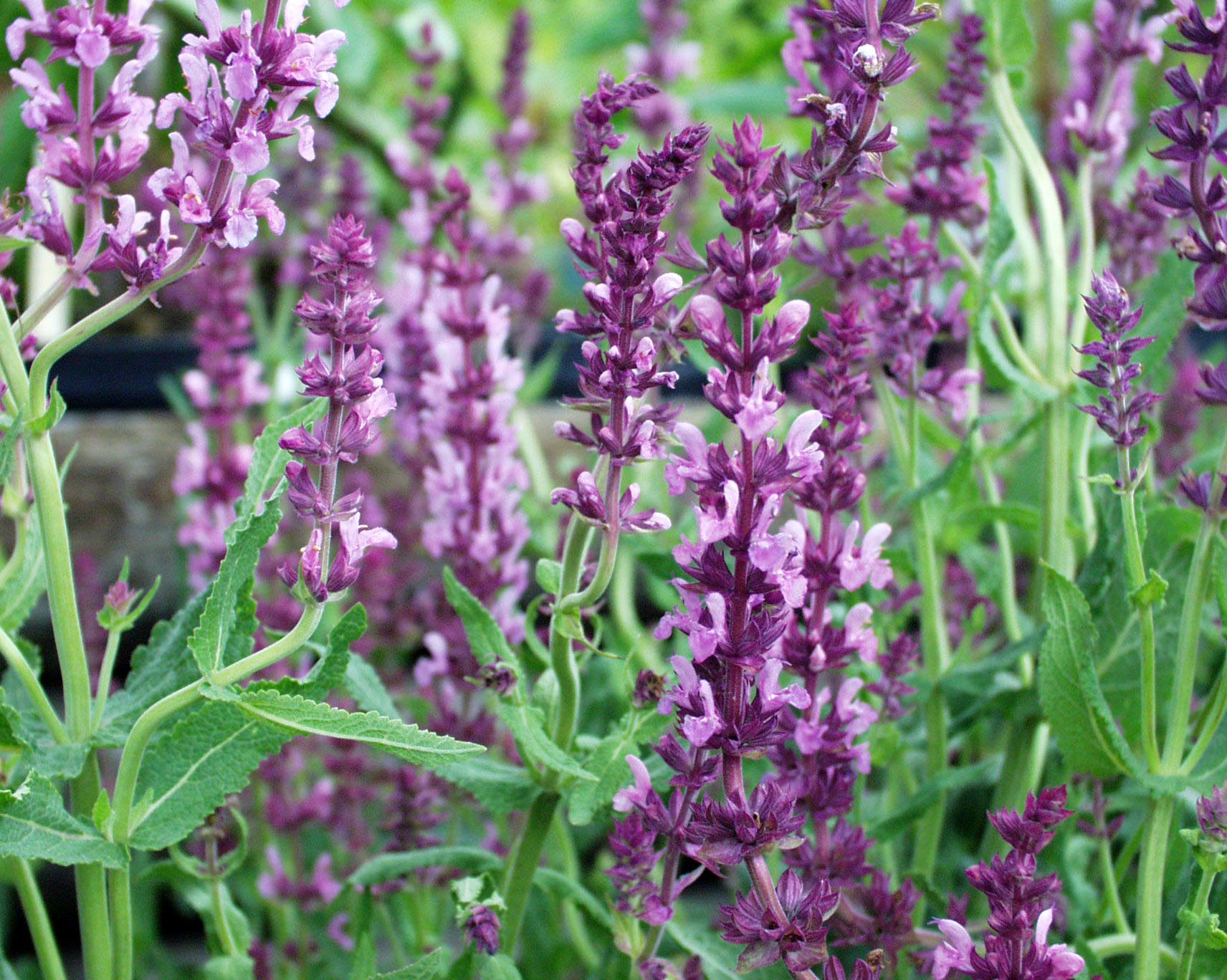 Salvia nemorosa ´Midnight Rose` (i.17cmT.) Steppensalbei
