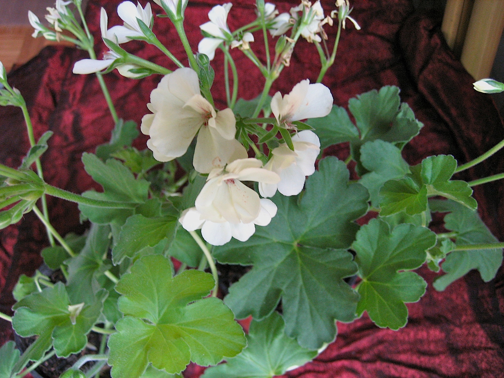 Pelargonium  "First Yellow"(i.7cmT.)