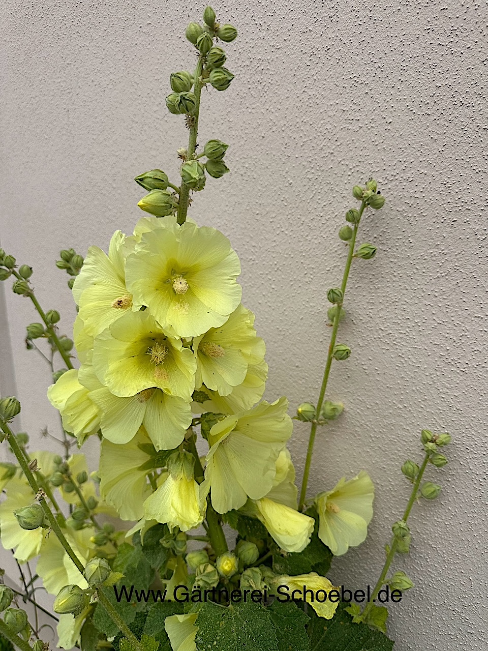 Alcea rosea "Sunshine" gelb (i.9cmT.) Stockrose