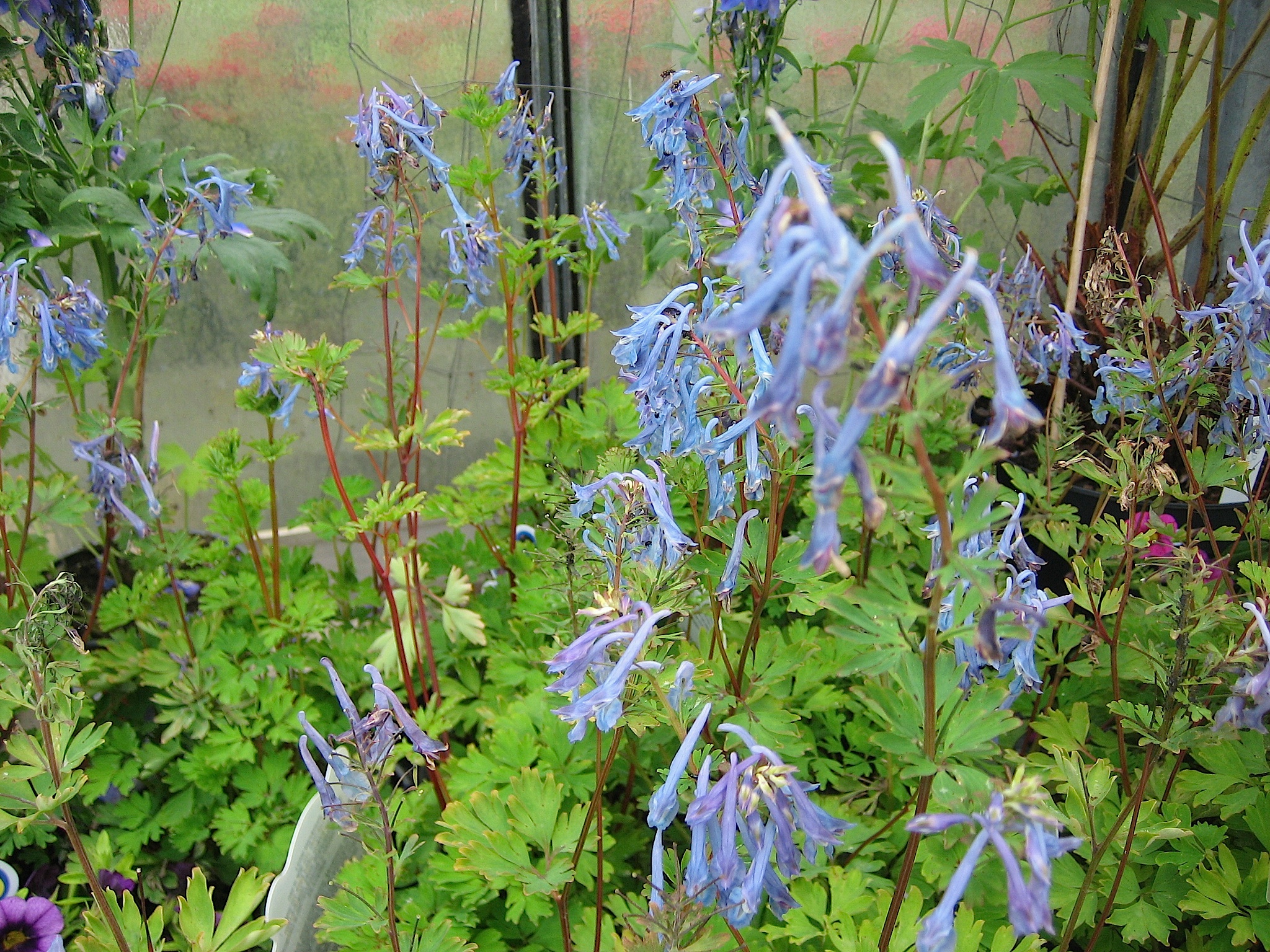 Corydalis flexuosa x elata®,  (i.9cmT.), Blauer Lerchensporn