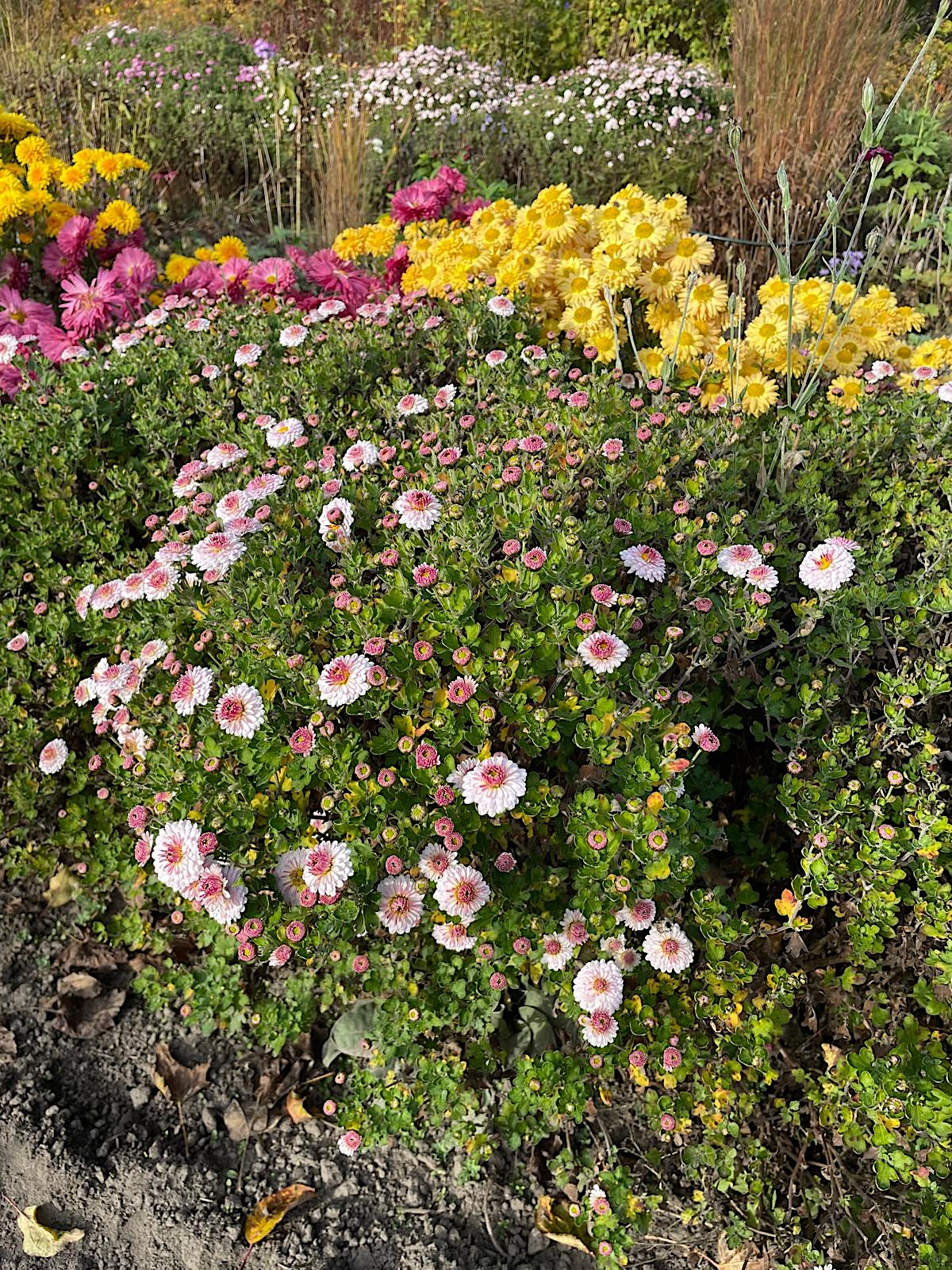 Chrysanthemum x hortorum „Ponpon hellrosa m. Auge“ (i.12cmT.)