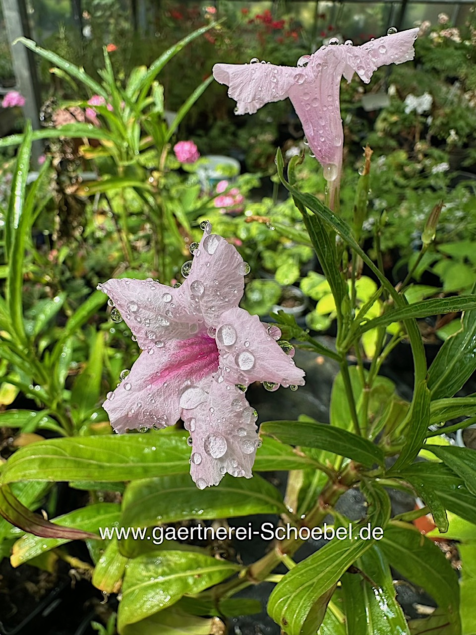 Strobilanthes anisophyllus  Strobilanthe (i.11cmT.)