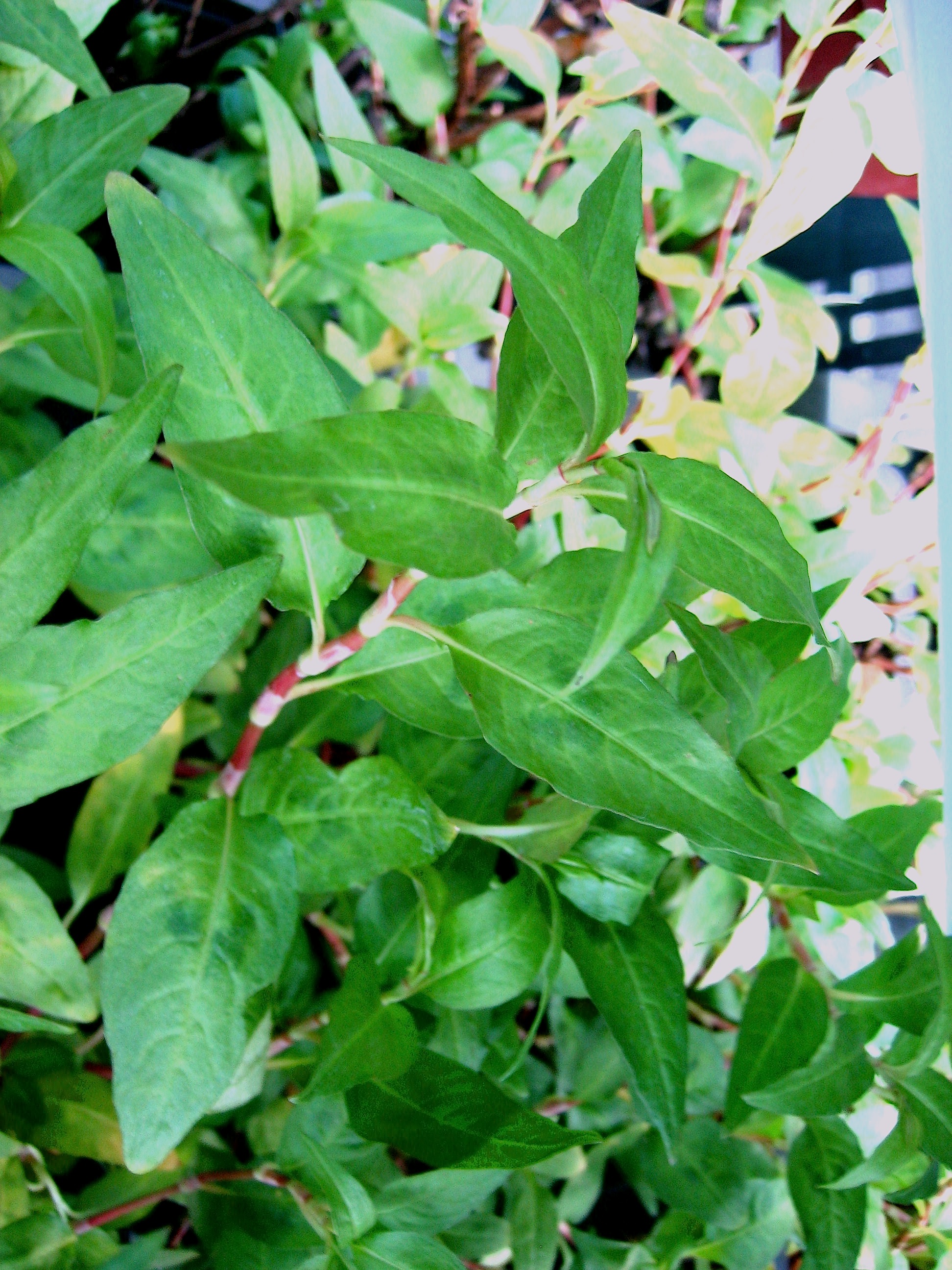 Polygonum odoratum (i.10cmT.) Vietnamesischer Koriander