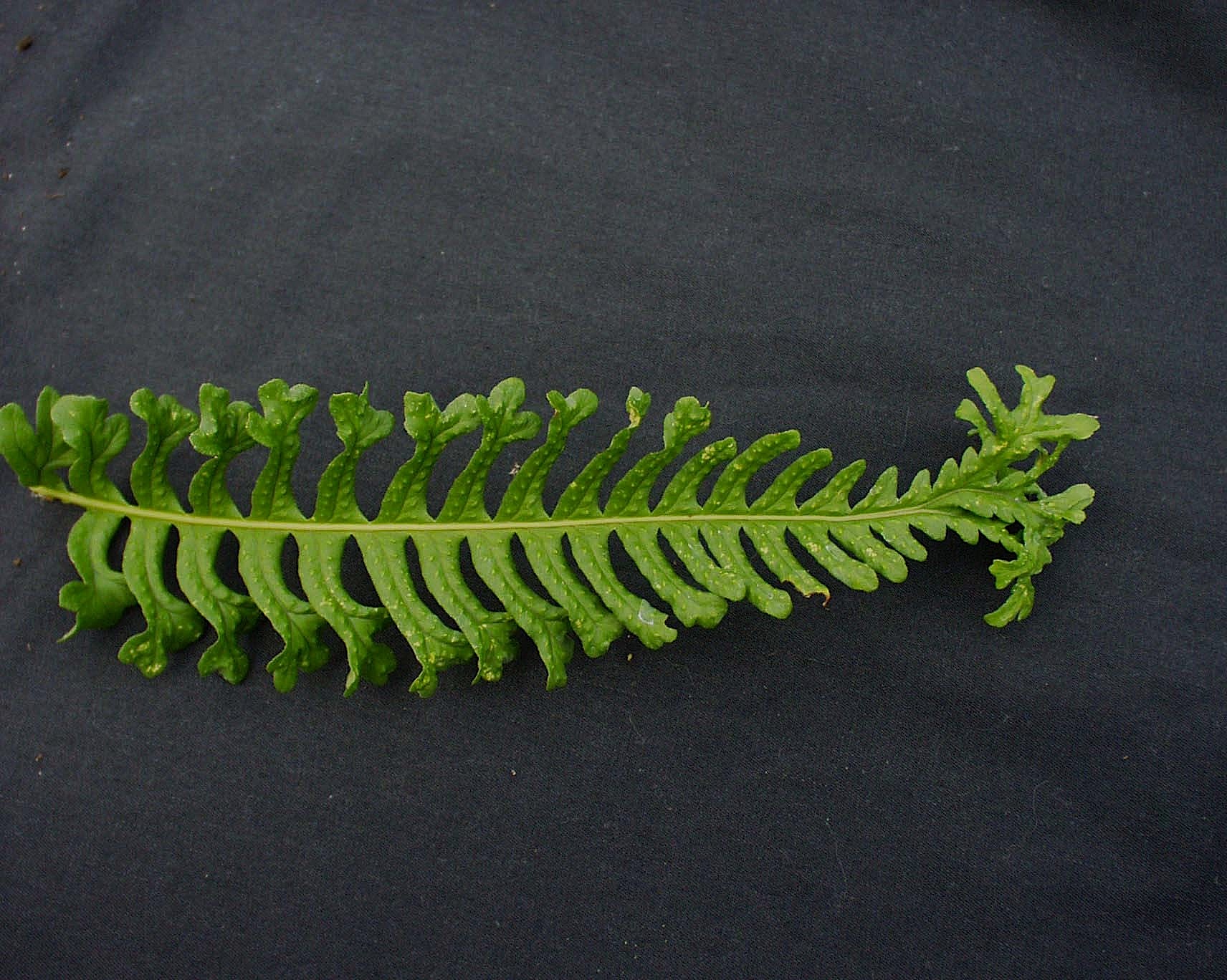 Polypodium vulgare ´Bifido Multifidum`(i.9cmT.) Gabeltüpfelfarn