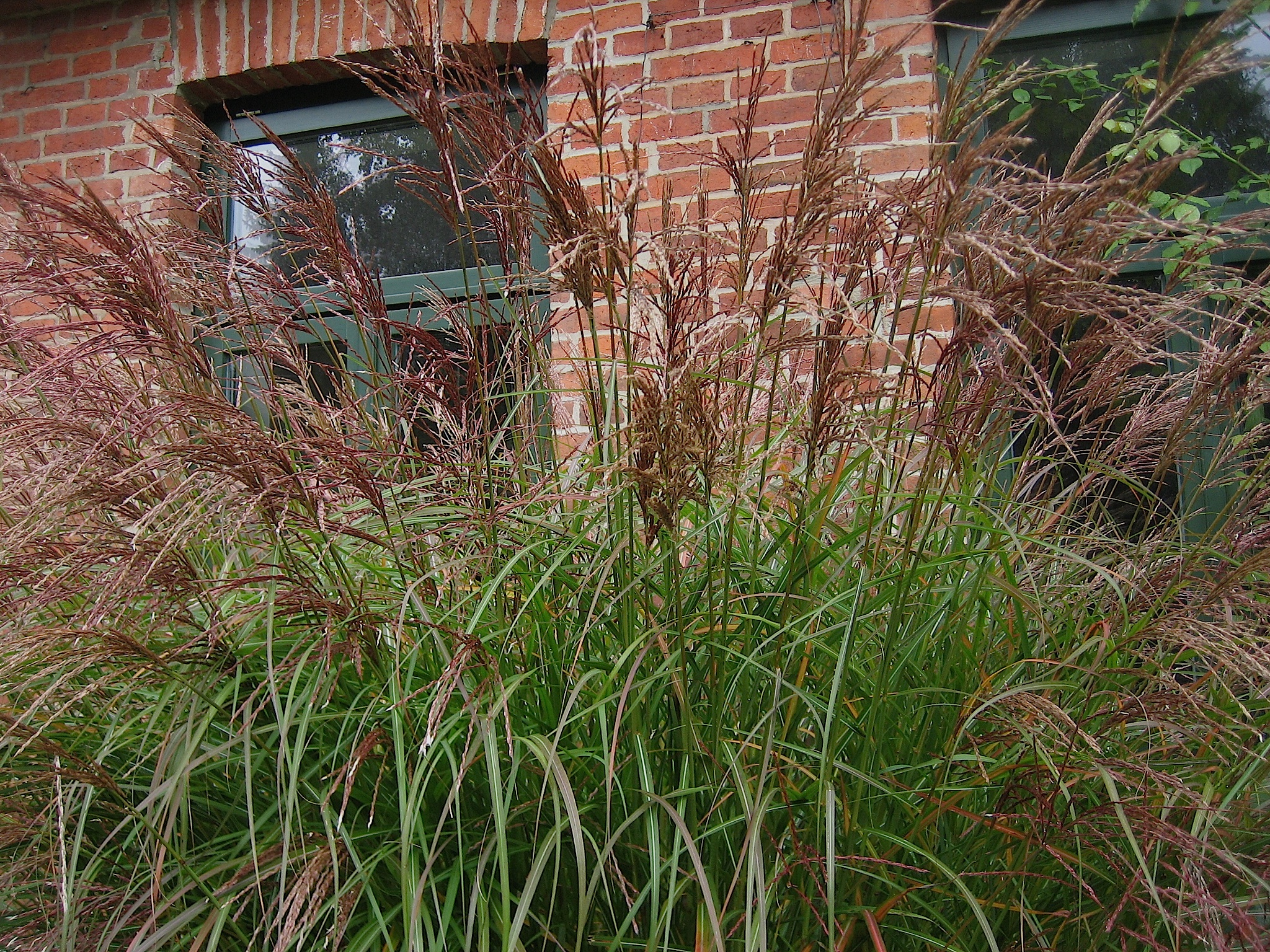 Miscanthus  sinensis "Ferner Osten" (i.20cm Topf) Chinaschilf