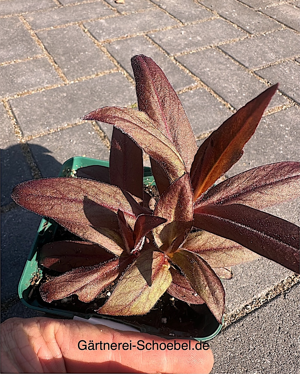 Lychnis  x arkwrightii „Vesuvius“ (i.11cmT.), Lichtnelke