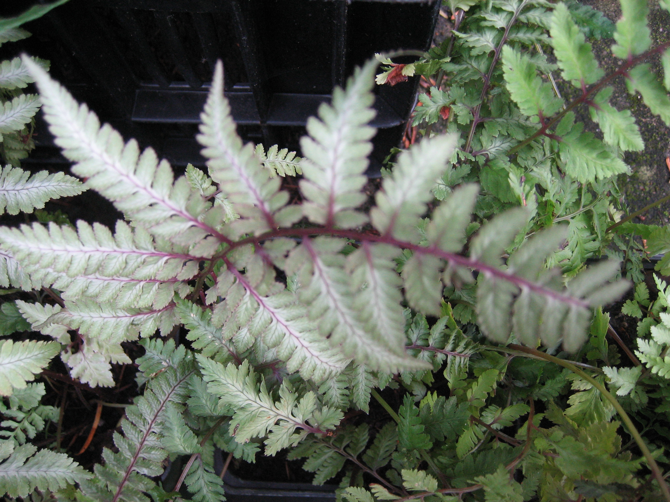 Athyrium nipponicum ´Red Beauty` (i.9cmT.) Regenbogenfarn