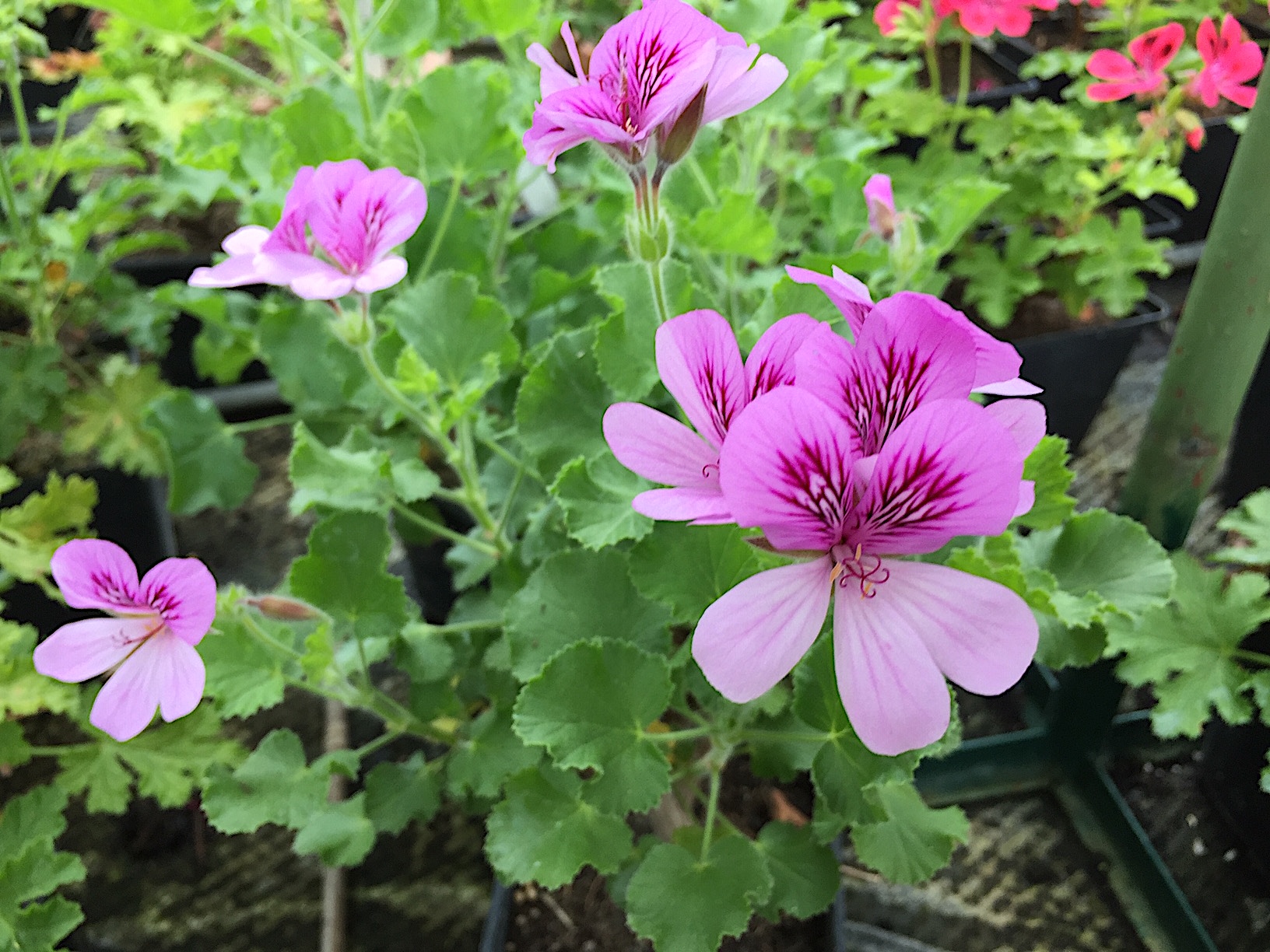 Pelargonium  ´Toronto`(i.10cmT.)