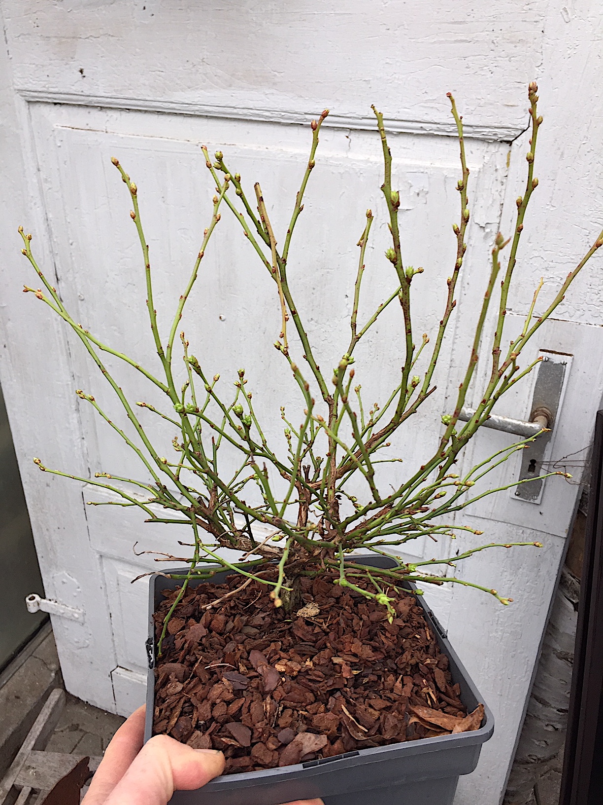 Vaccinium corymbosum "Hortblue-R-" (i.3l T.) Heidelbeere 2x tragend/Jahr