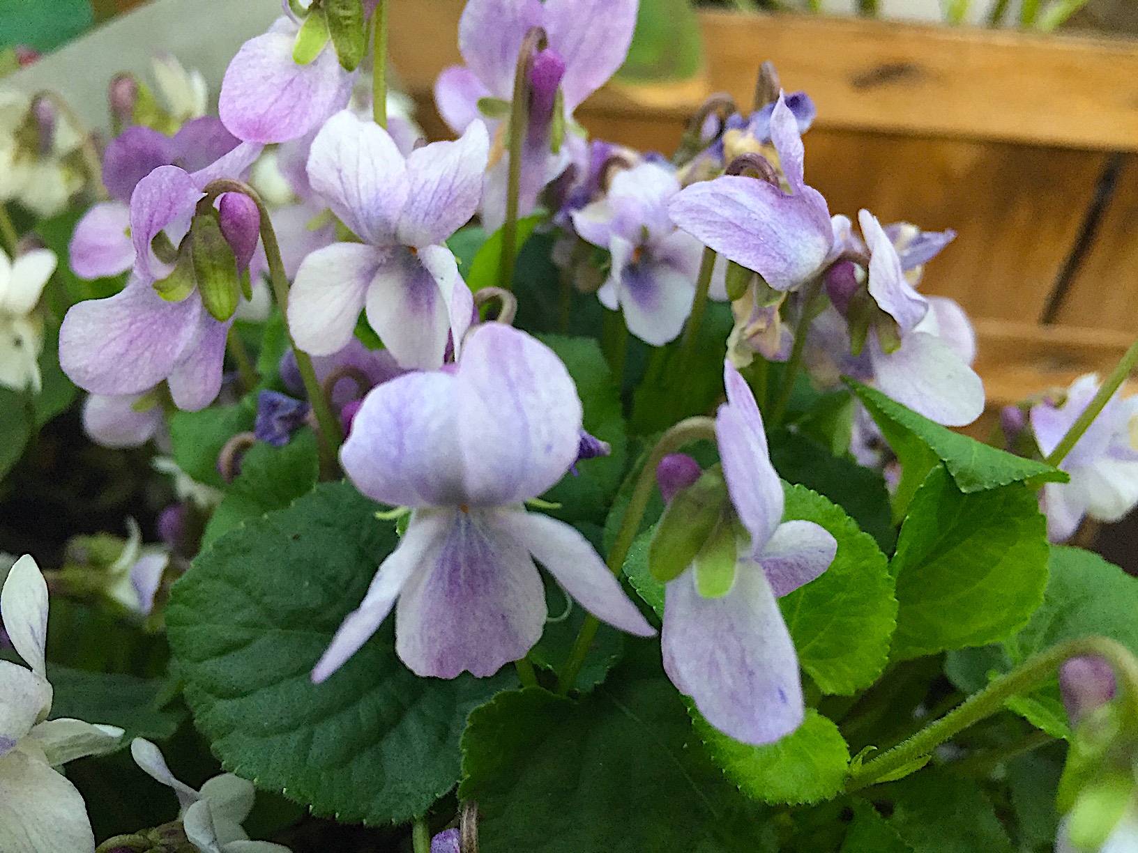 Viola odorata hellblau (i.10,5cmT.) Duftveilchen