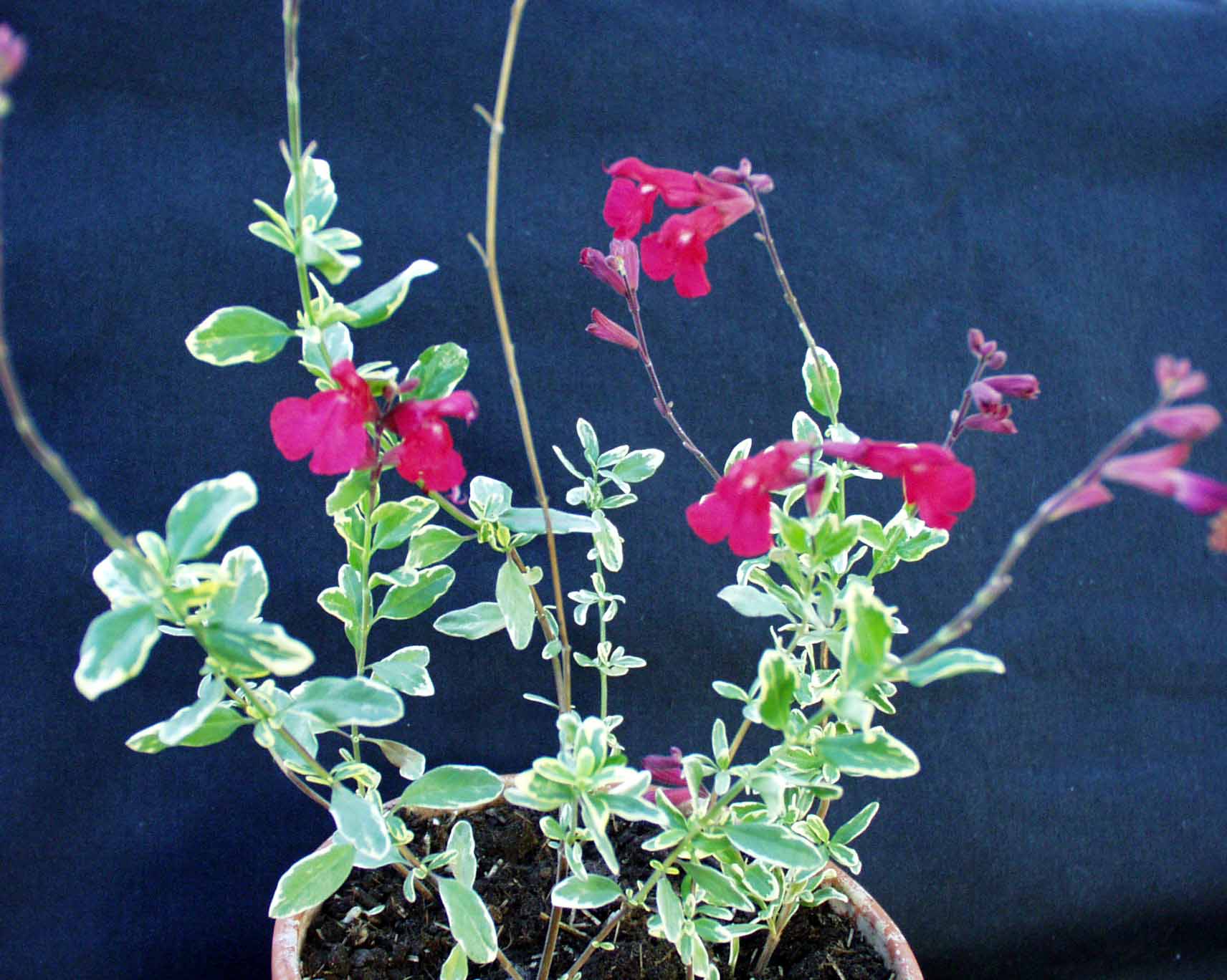 Salvia gregii ´Variegata` (i.11cmT.), Pfirsichsalbei, weißbunt