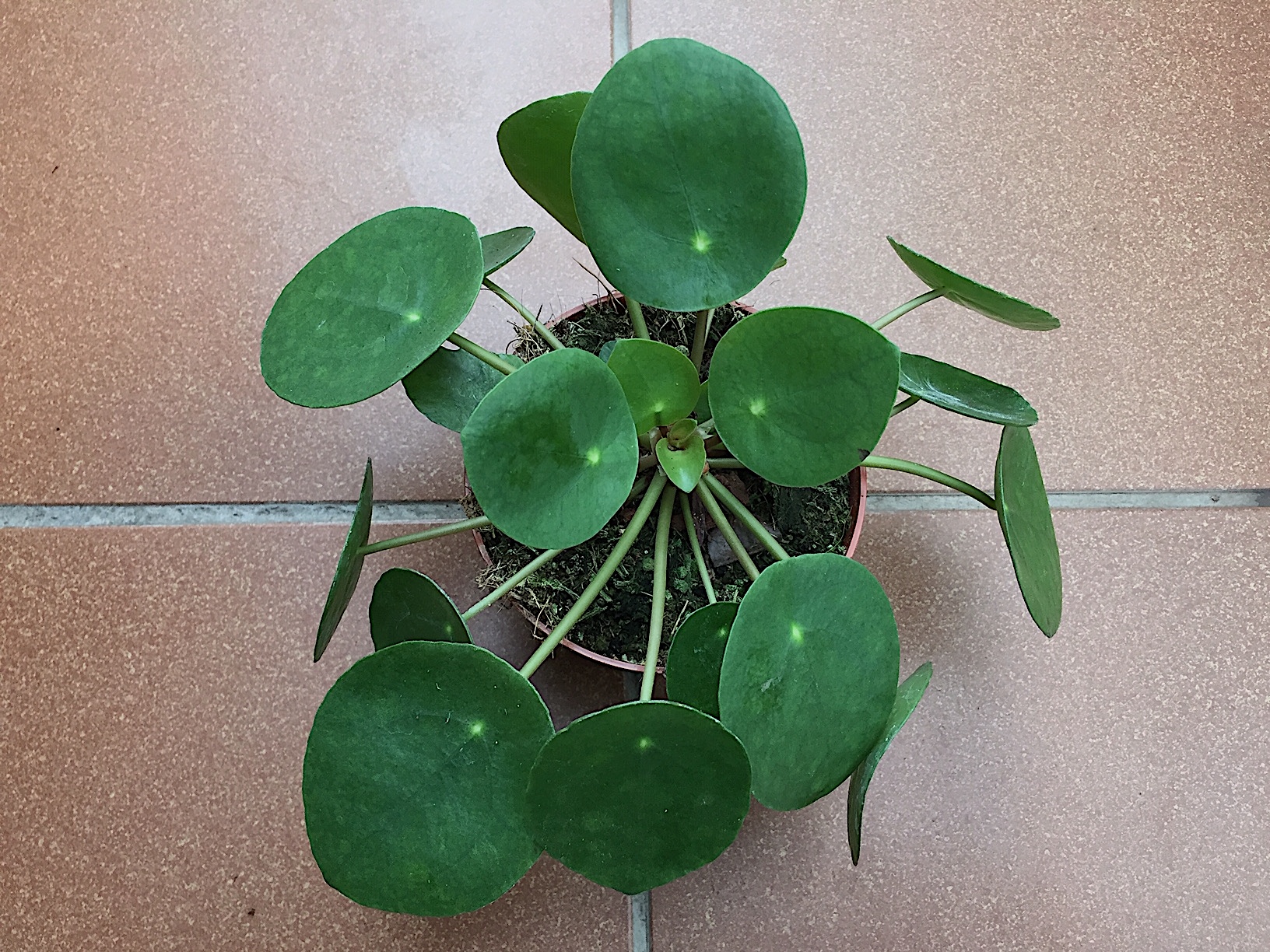 Pilea peperomioides (i.12cmT.), Pfeffer Gewächs