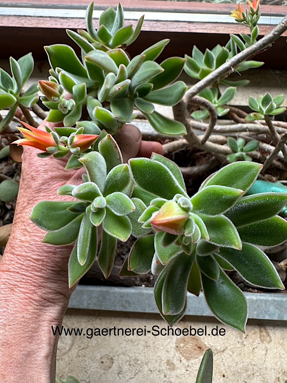 Echeveria pulvinata (i. 5cmT.) Rosetten Sukkulente