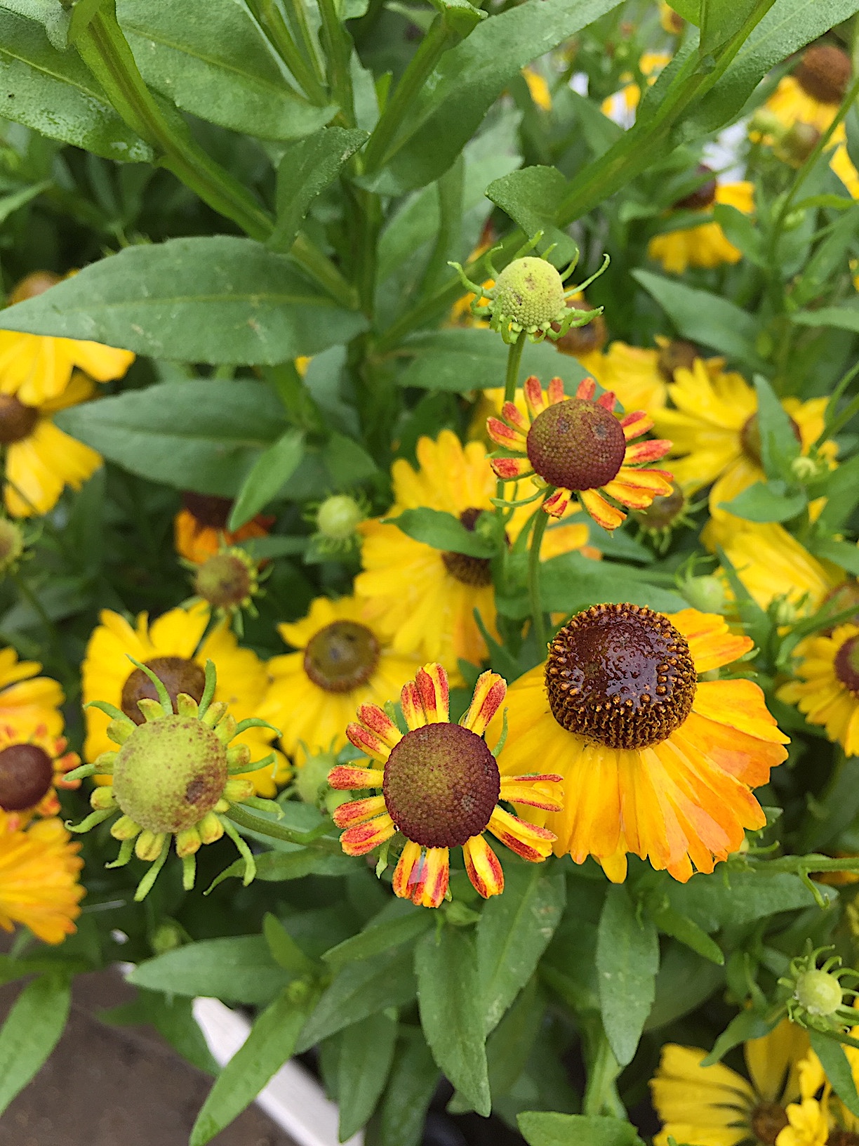 Helenium  bigelovii „The Bishop“ (i.12cmT.), Sonnenbraut