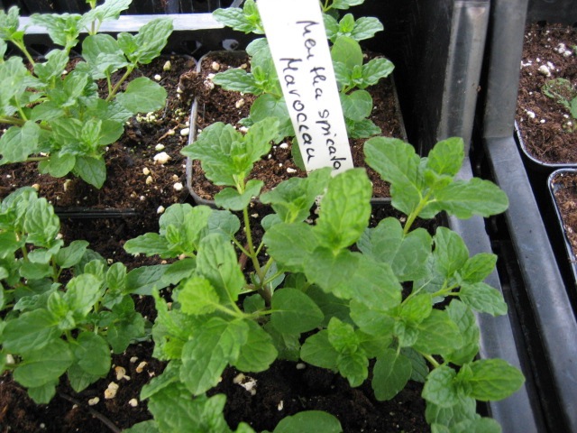 Mentha spicata v. crispa ´Marrokanische`  Minze (i.11cm T.)