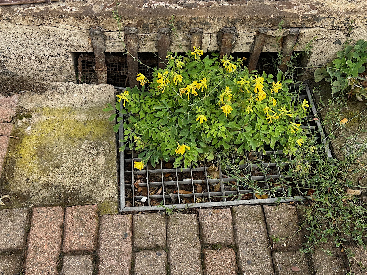 Corydalis lutea (i.9-10cm T.) Gelber Lerchensporn