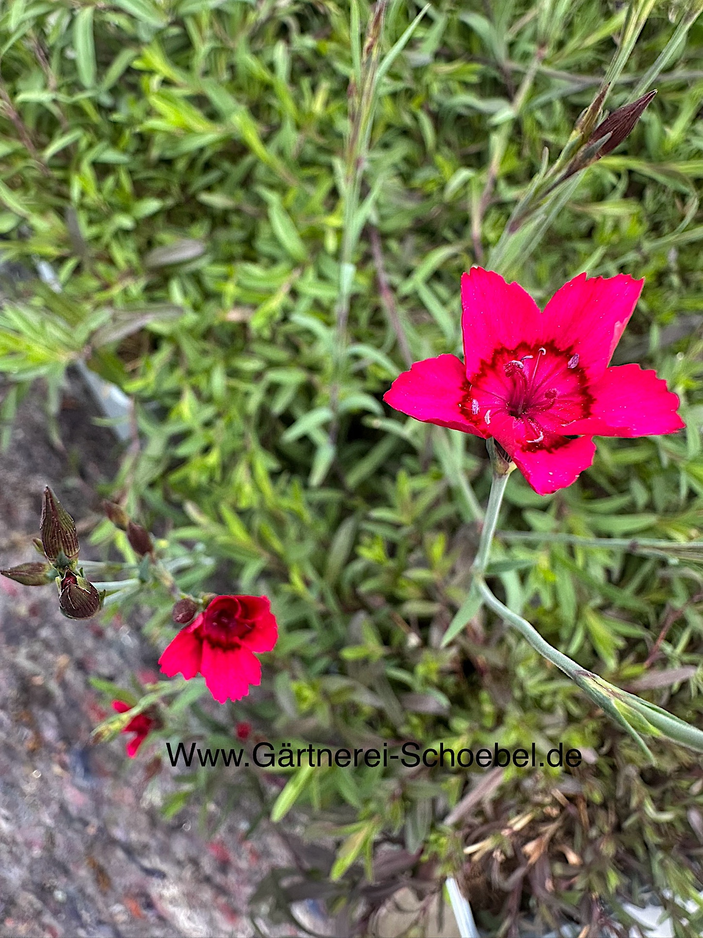 Dianthus deltoides „Brilliant“ (i.9cmT.)Heidenelke