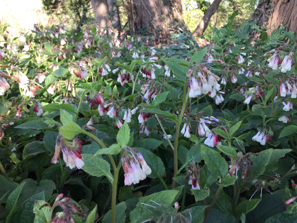 Symphytum grandiflorum „Hidcote Blue“( i.9cm T.) Kaukasus-Beinwell