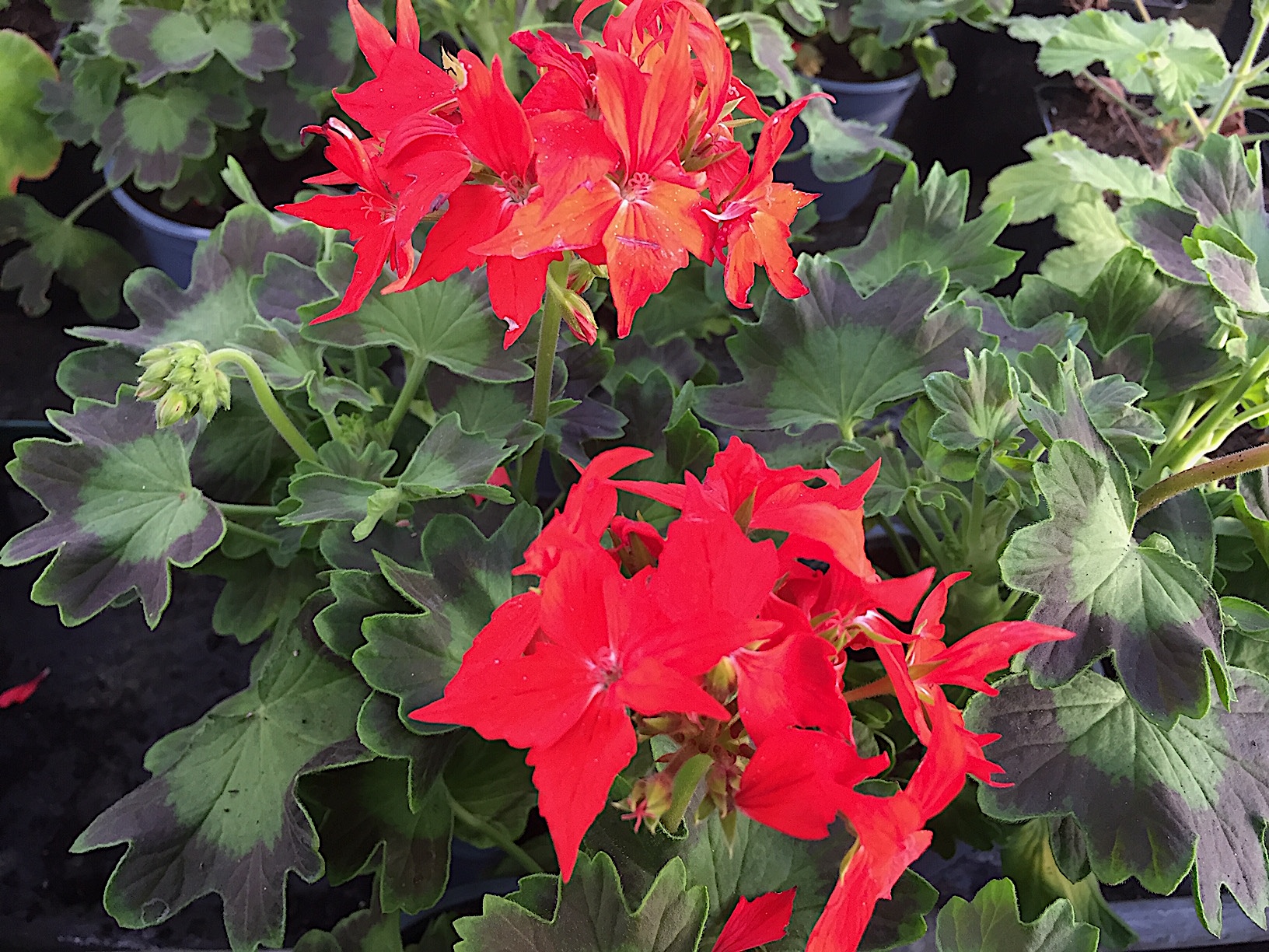 Pelargonium Sternblütige  ´Fireworks Scarlet` (i.10cmT.)