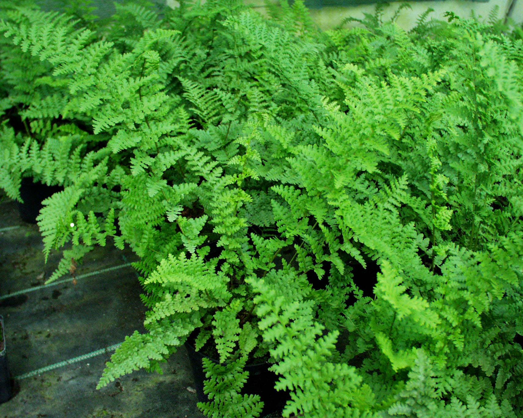 Dryopteris affinis ´Barnesii`(i.11cmT.) Steiler Wurmfarn