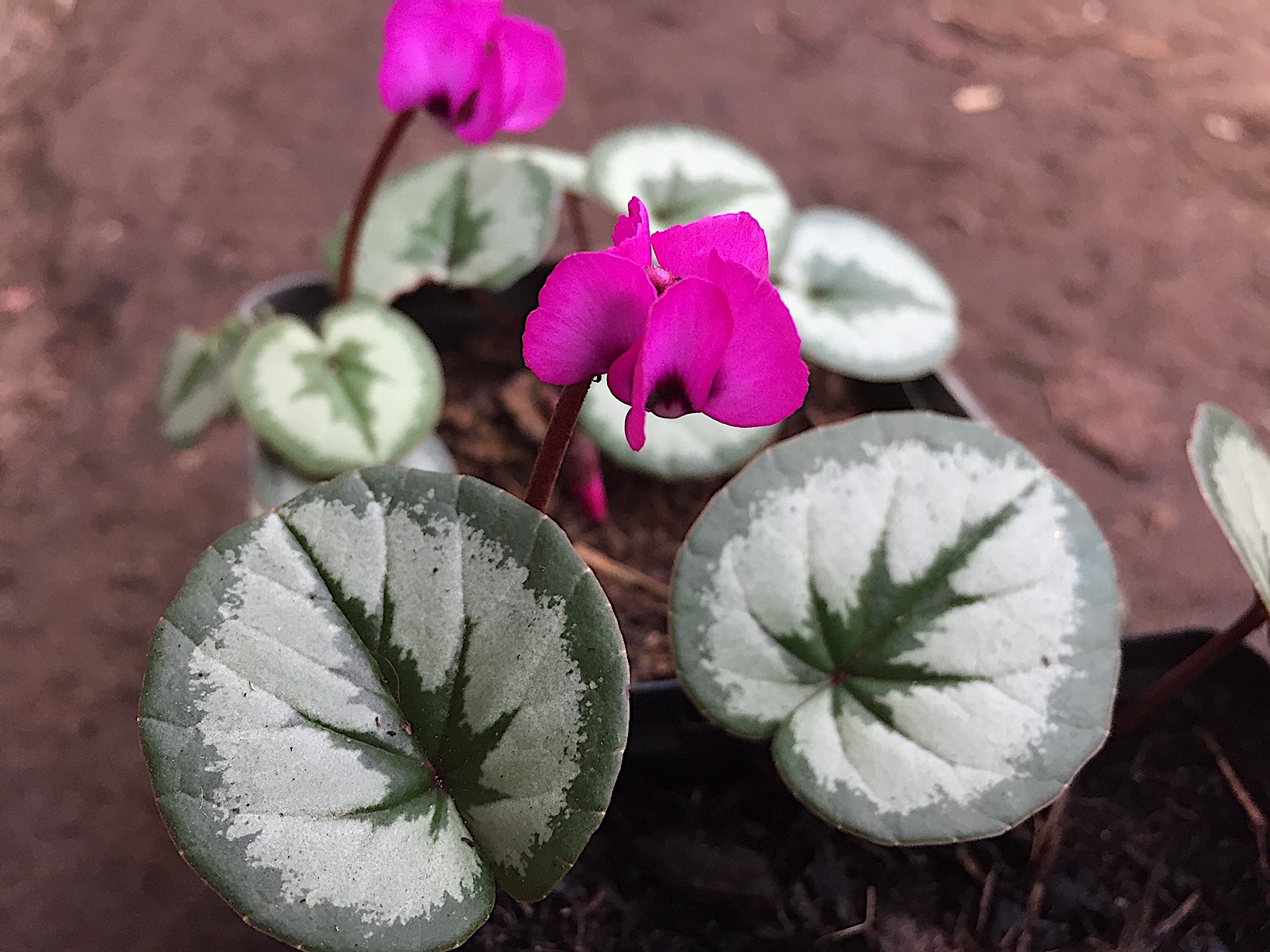 Cyclamen coum „Pewter Leaf magenta“ (i.9cmT.)