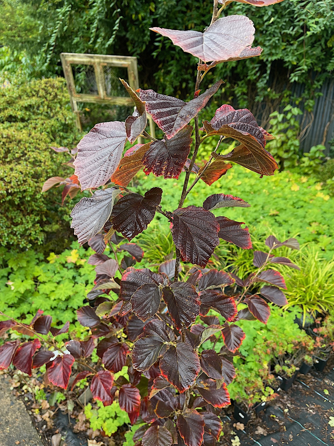 Hamamelis x intermedia „Yamina“ (i.7,5 literT. jetzt 80-100cm),Zaubernuss