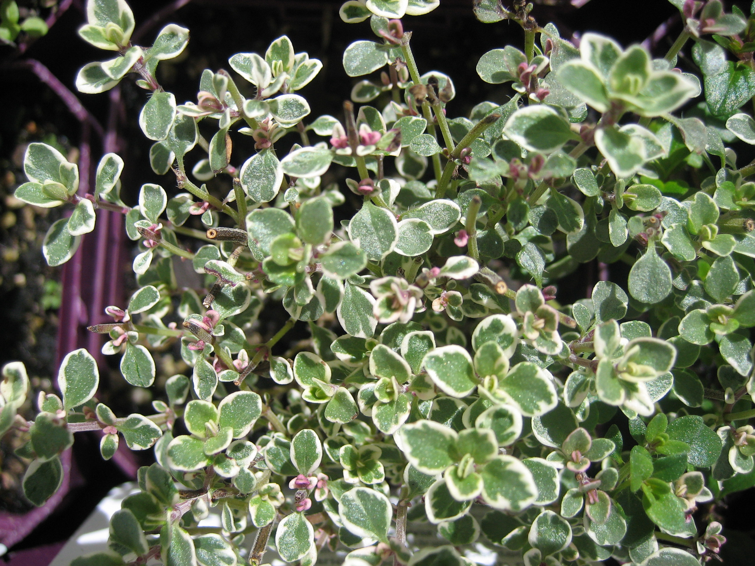 Thymus citriodorus ´Silver Queen`(13cm T.) Silberner-Zitronenthymian