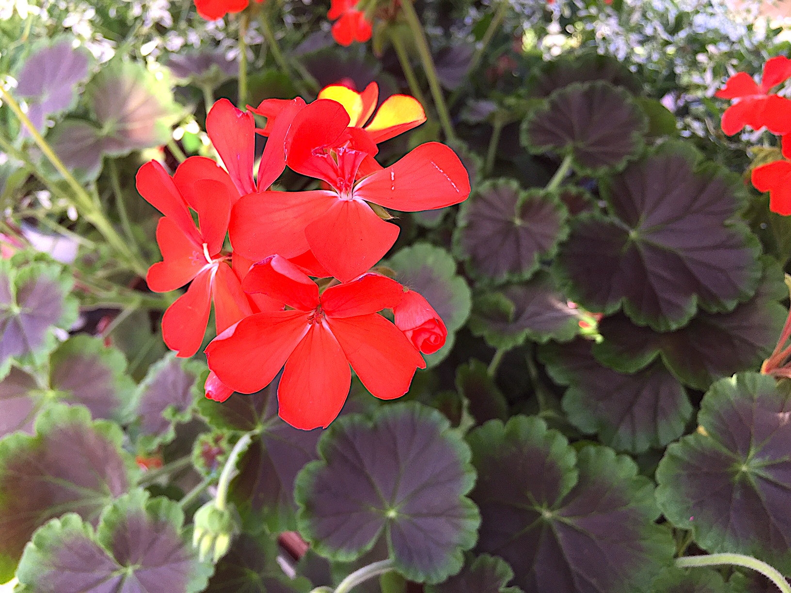 Pelargonium zonale „Schoko Blatt“ rot(i.10 cmT.) , Schokoladen Geranie