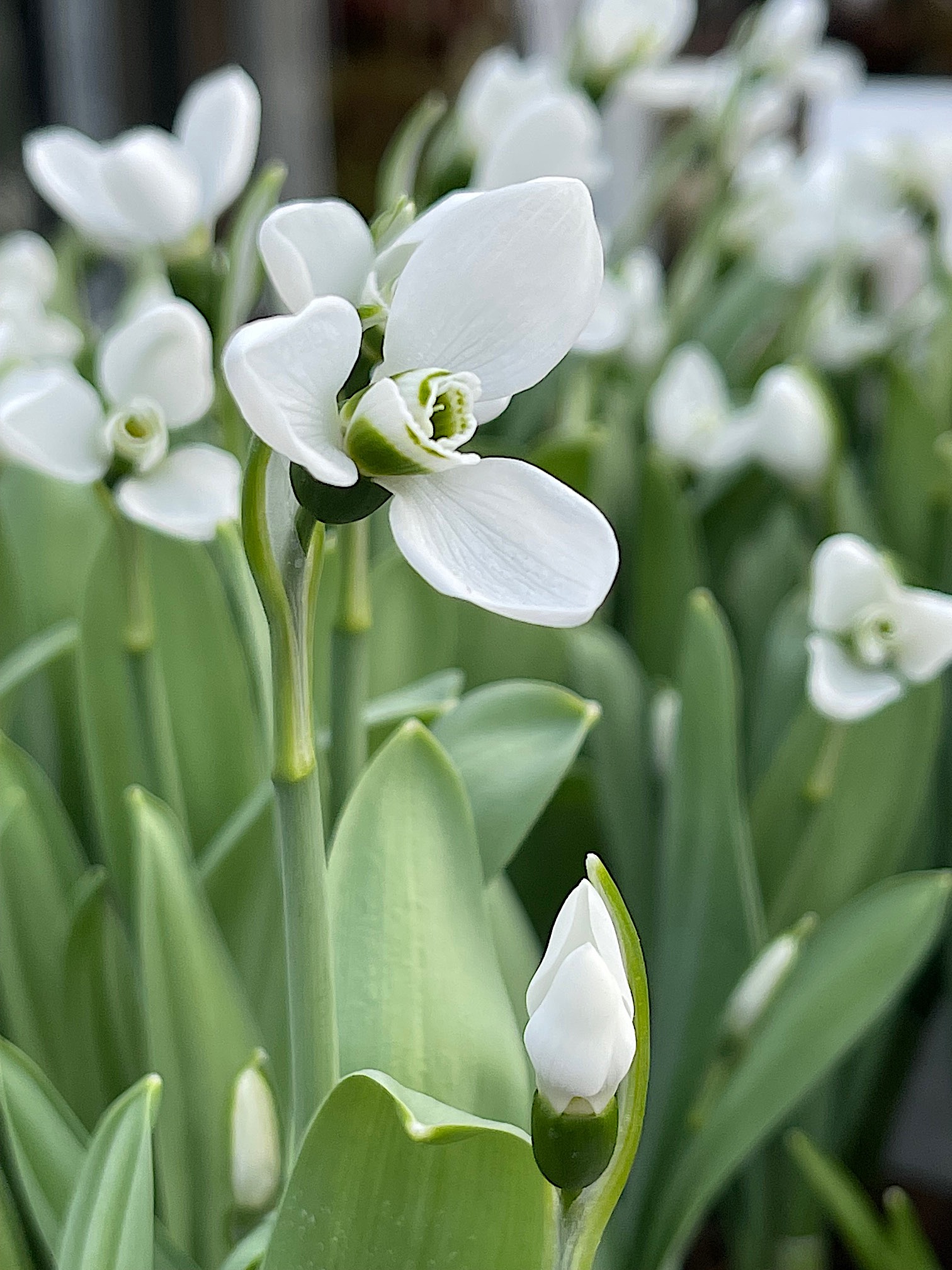 Galanthus elwesii „Polar Bear“ (ca 2- 3 Zwiebeln im 9 cm T.),Schneeglöckchen