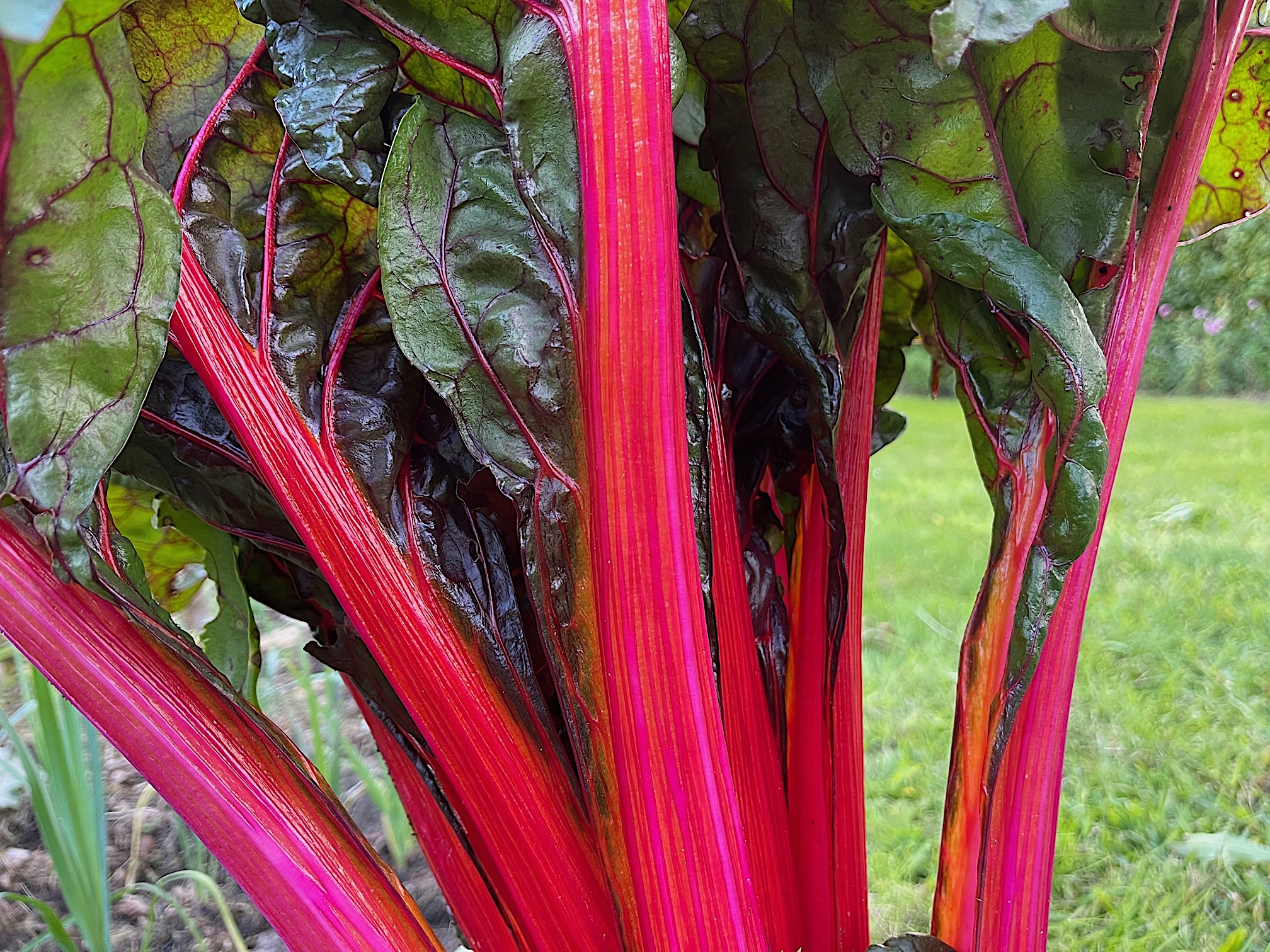 Beta vulgaris "rot" (i.10-12cm Topf) Mangold, roter